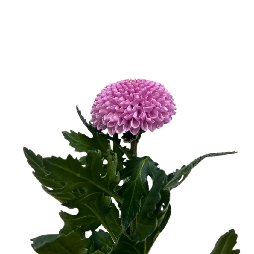 chrysanthemum ping pong pink