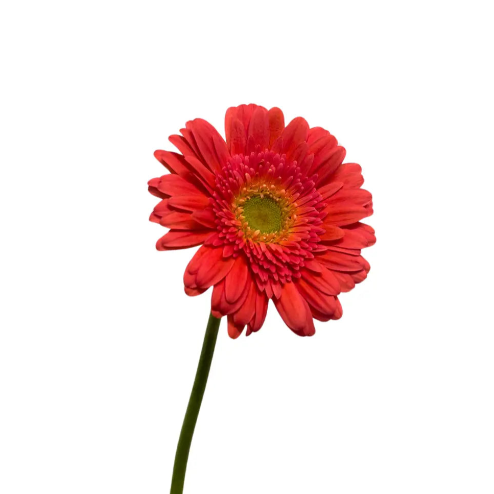 Gerbera Pink Green Heart 10 stems