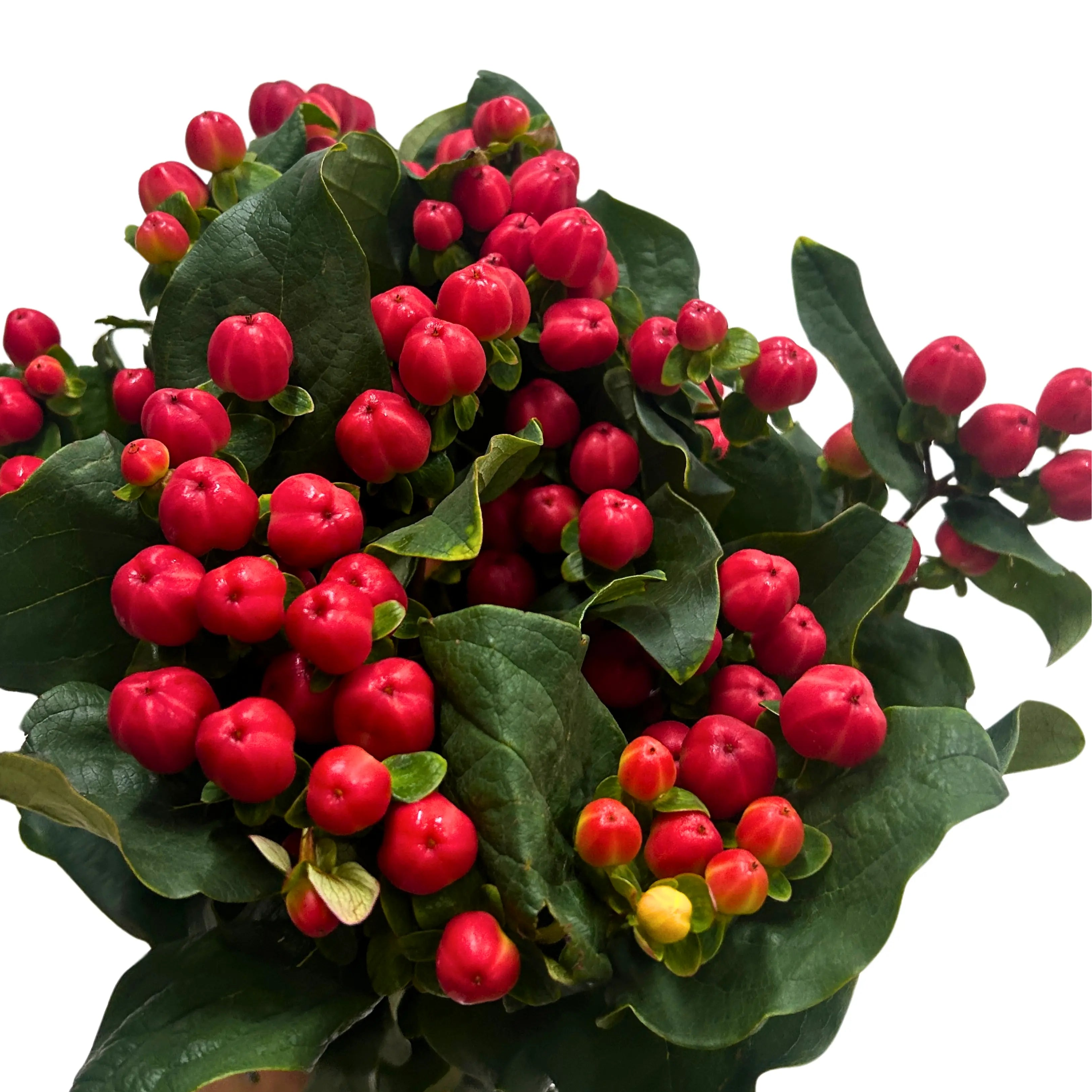 Hypericum Red Bunch