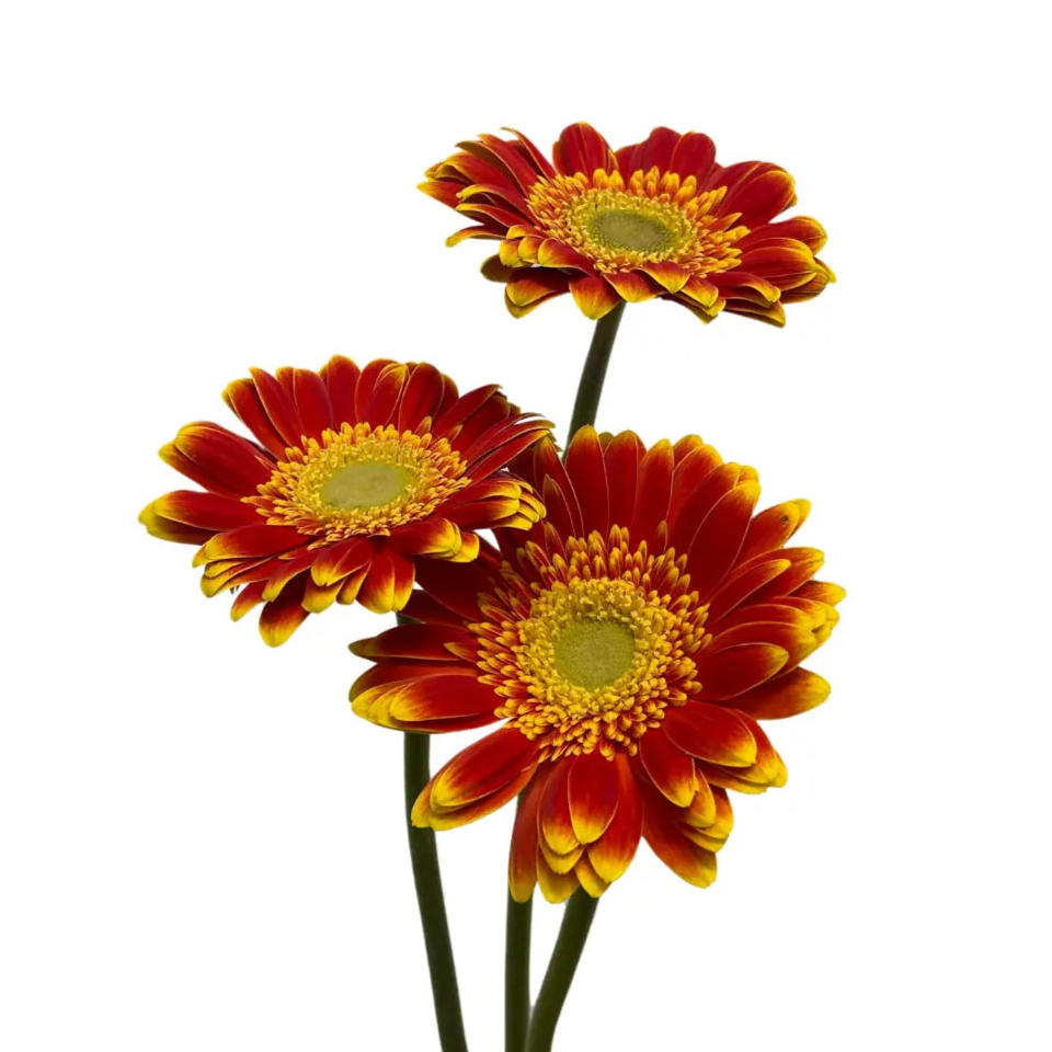 Gerbera Sunshine Green Heart 10 stems