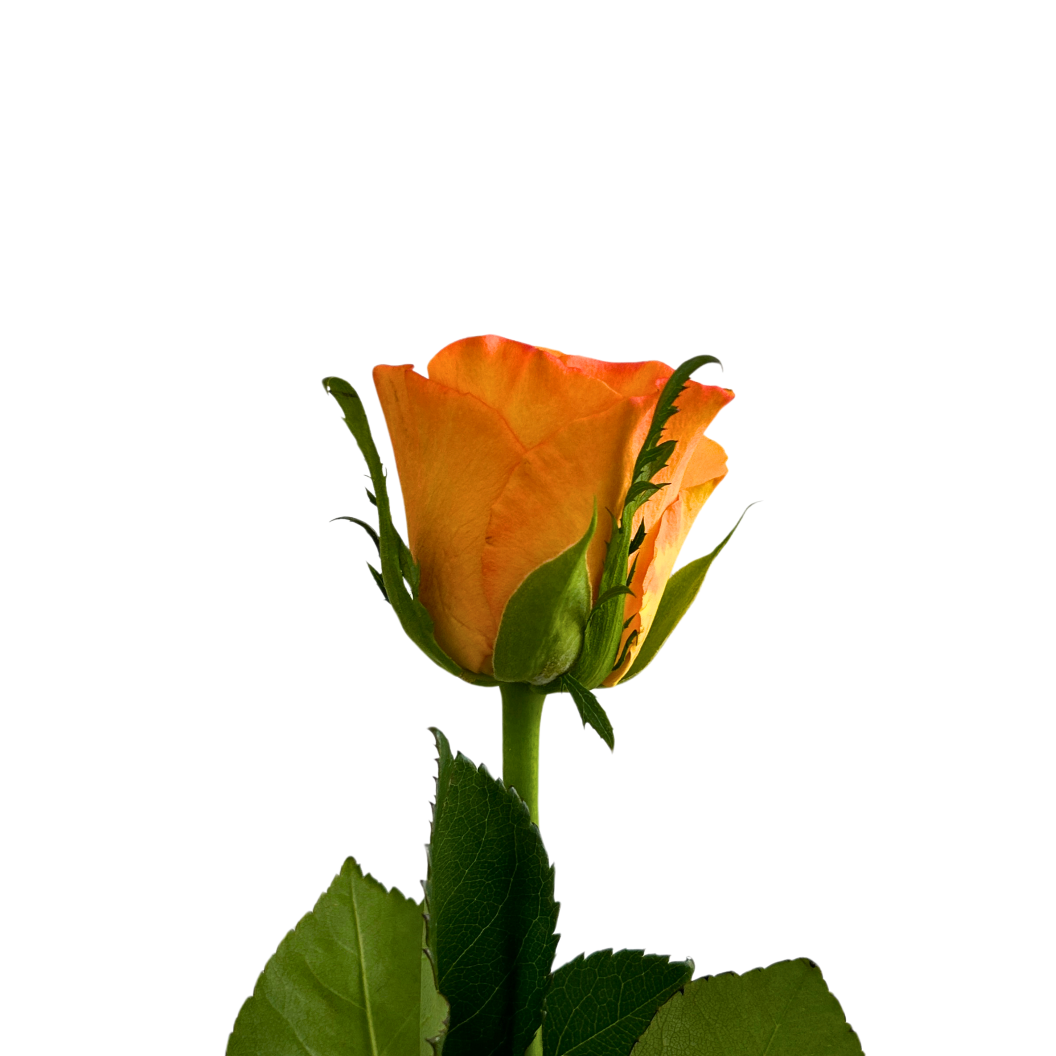 Rose Ladybro for Florists Malaysia – Wholesale Flower Supply