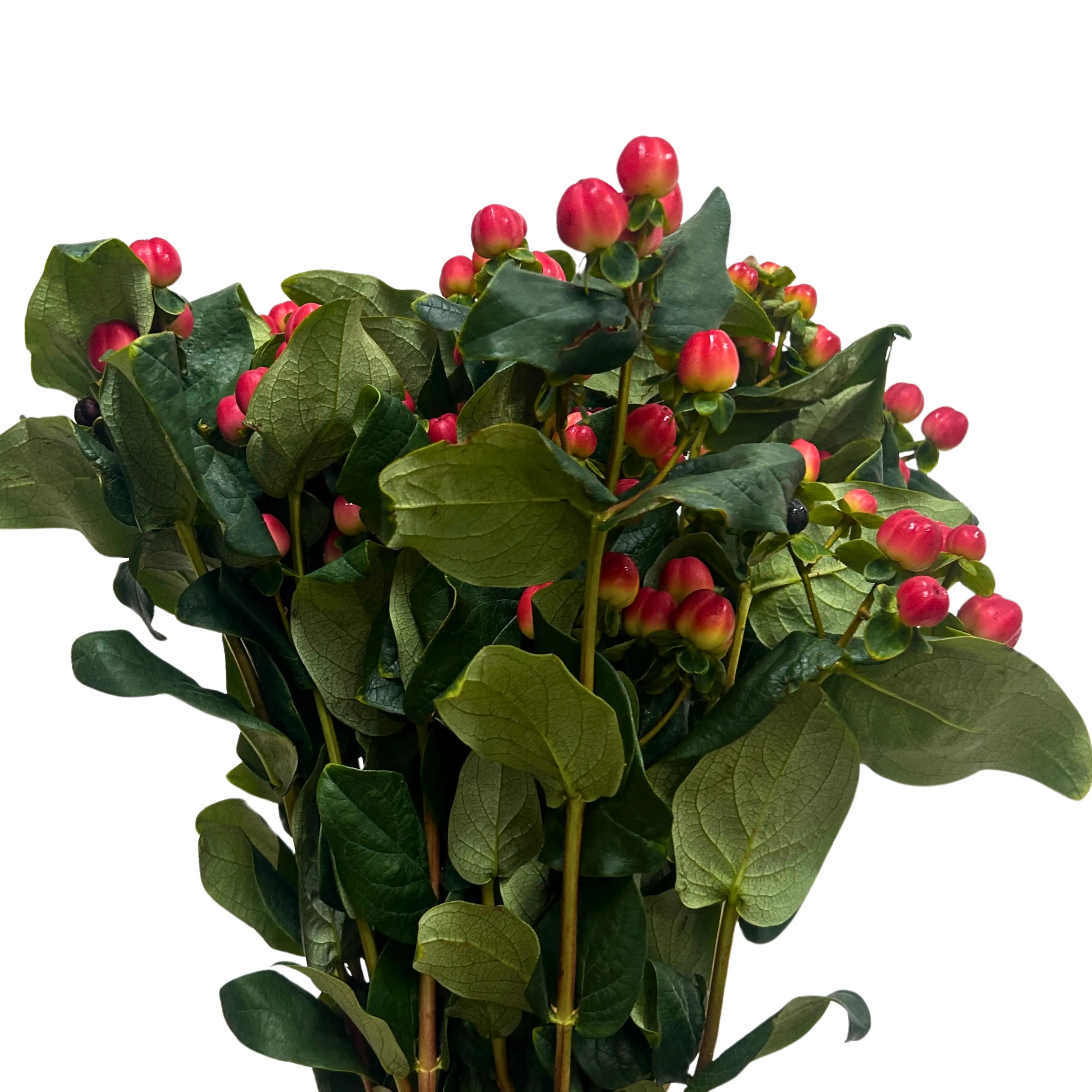 Hypericum Red Bunch