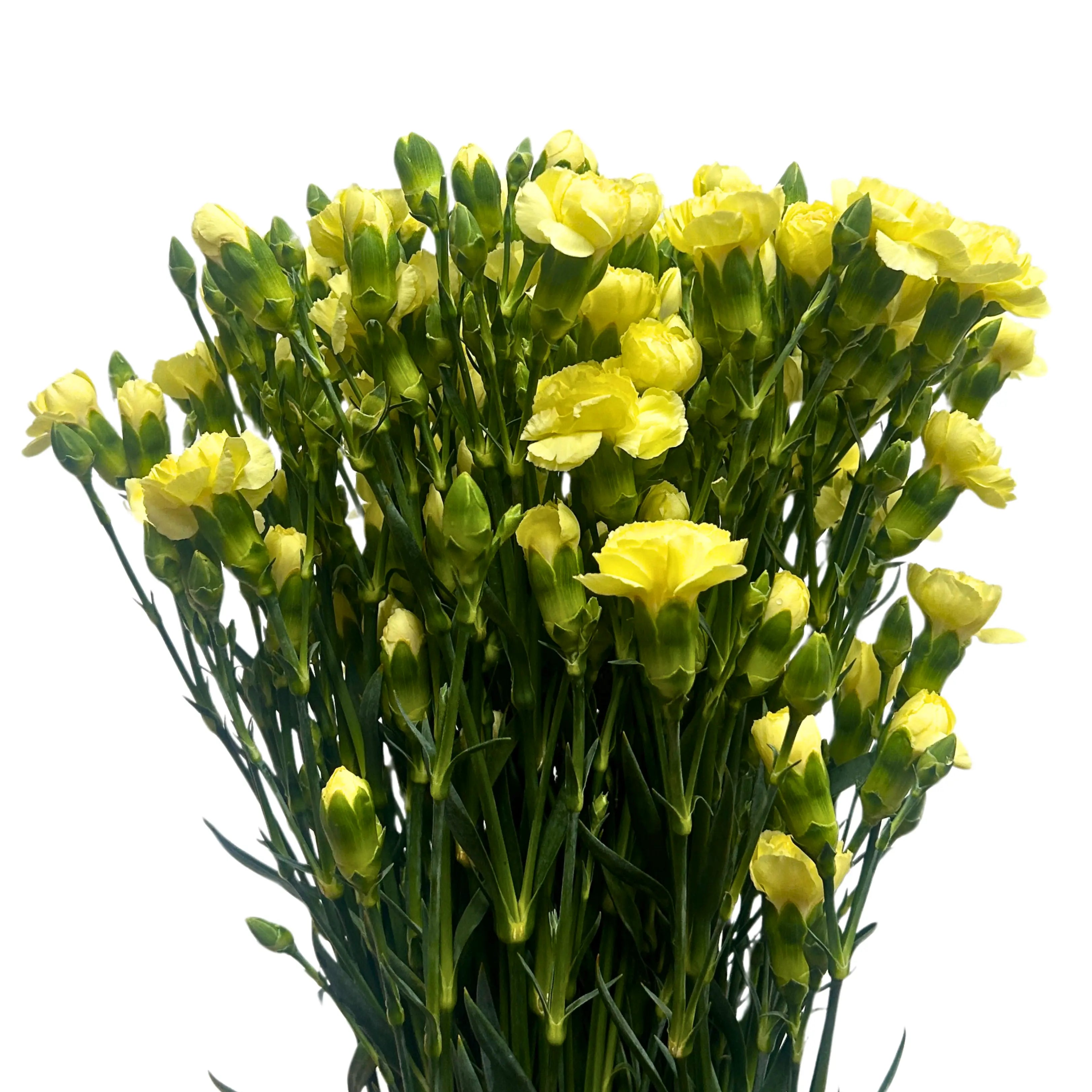 Carnation Spray Yellow 20 Stems