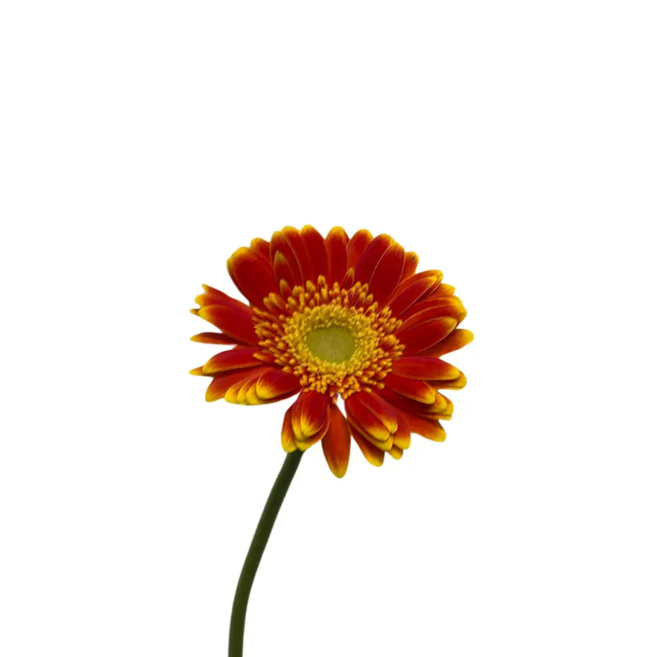 Gerbera Sunshine Green Heart 10 stems