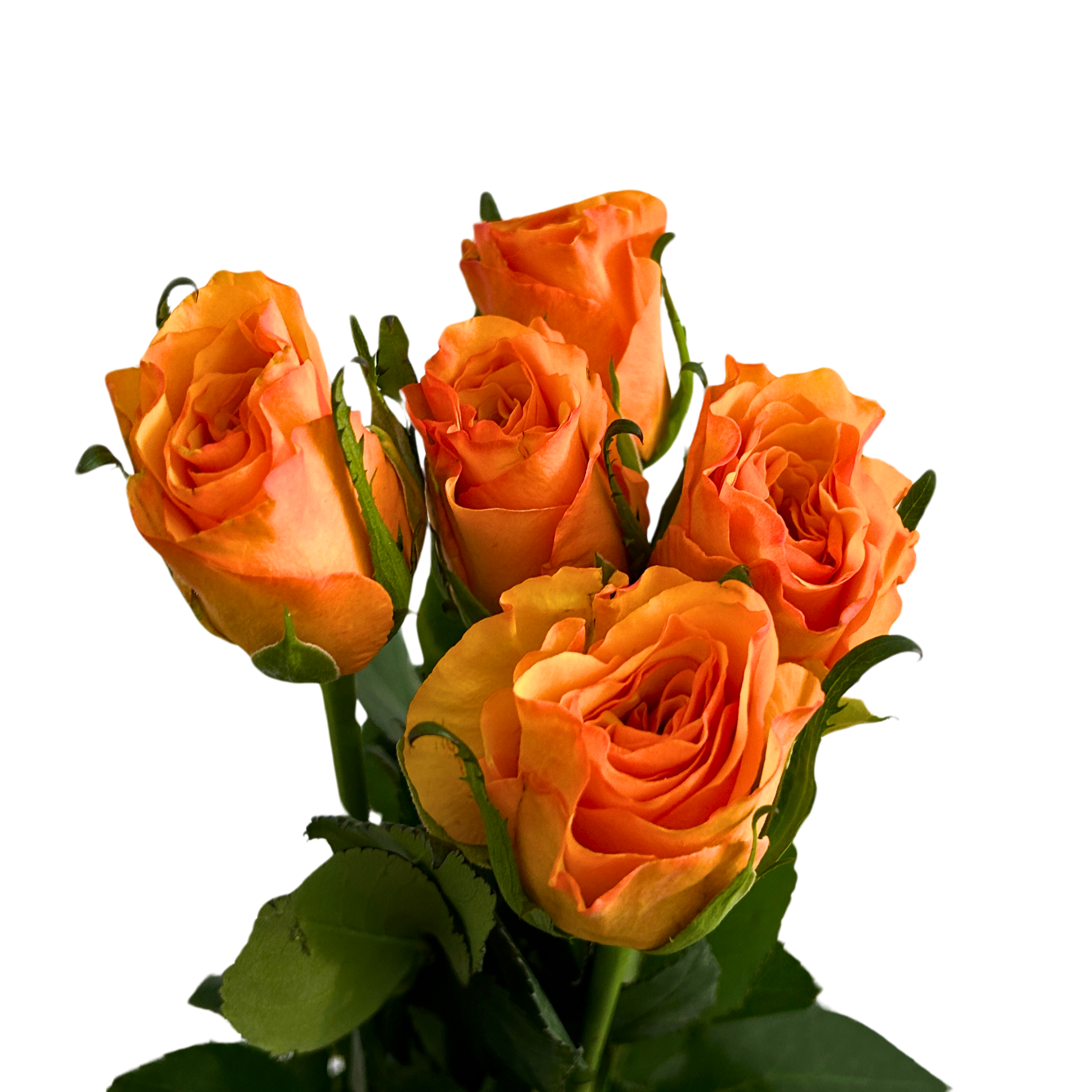 Fresh Rose Joy Malaysia – Wholesale & Delivery