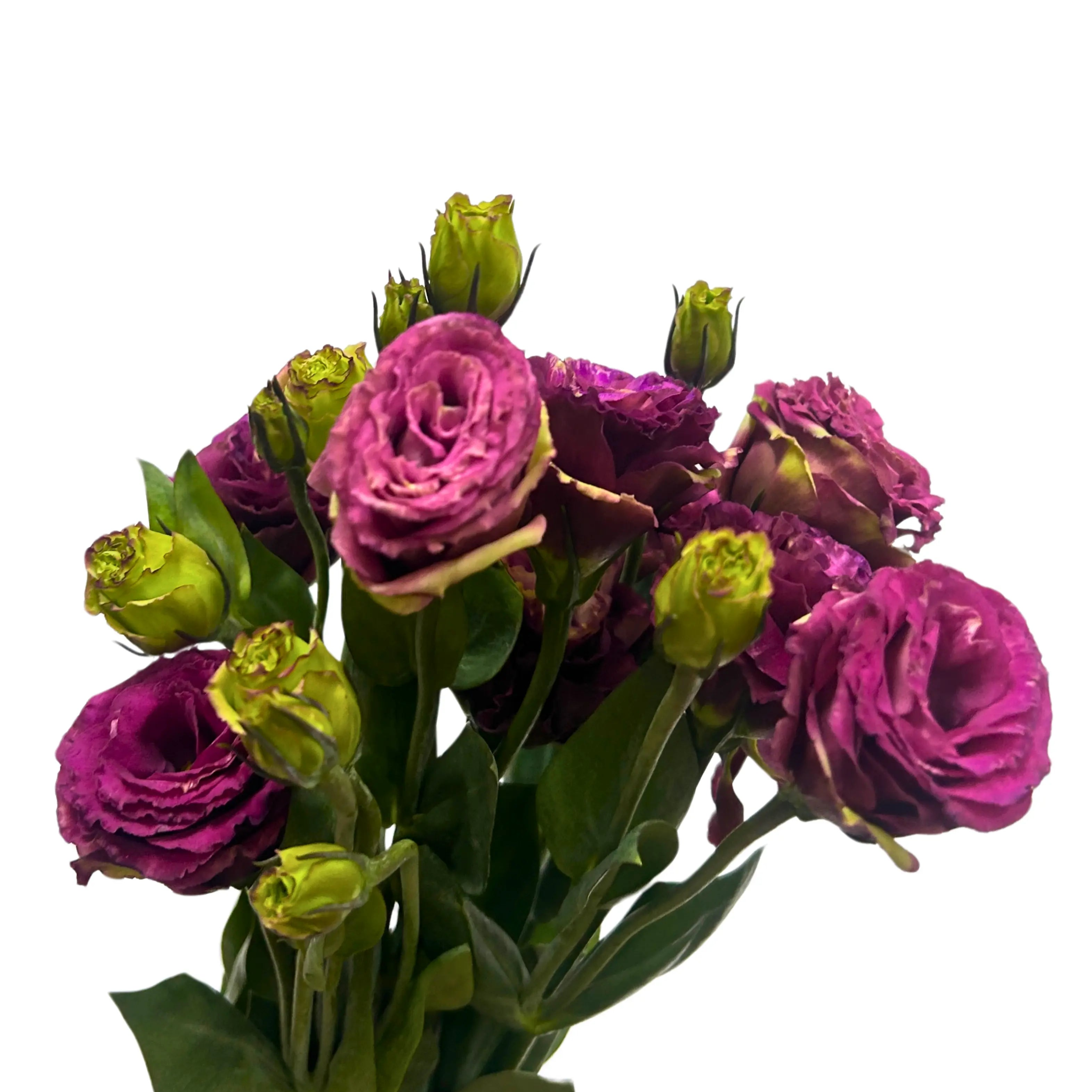 Eustoma Burgundy Bunch