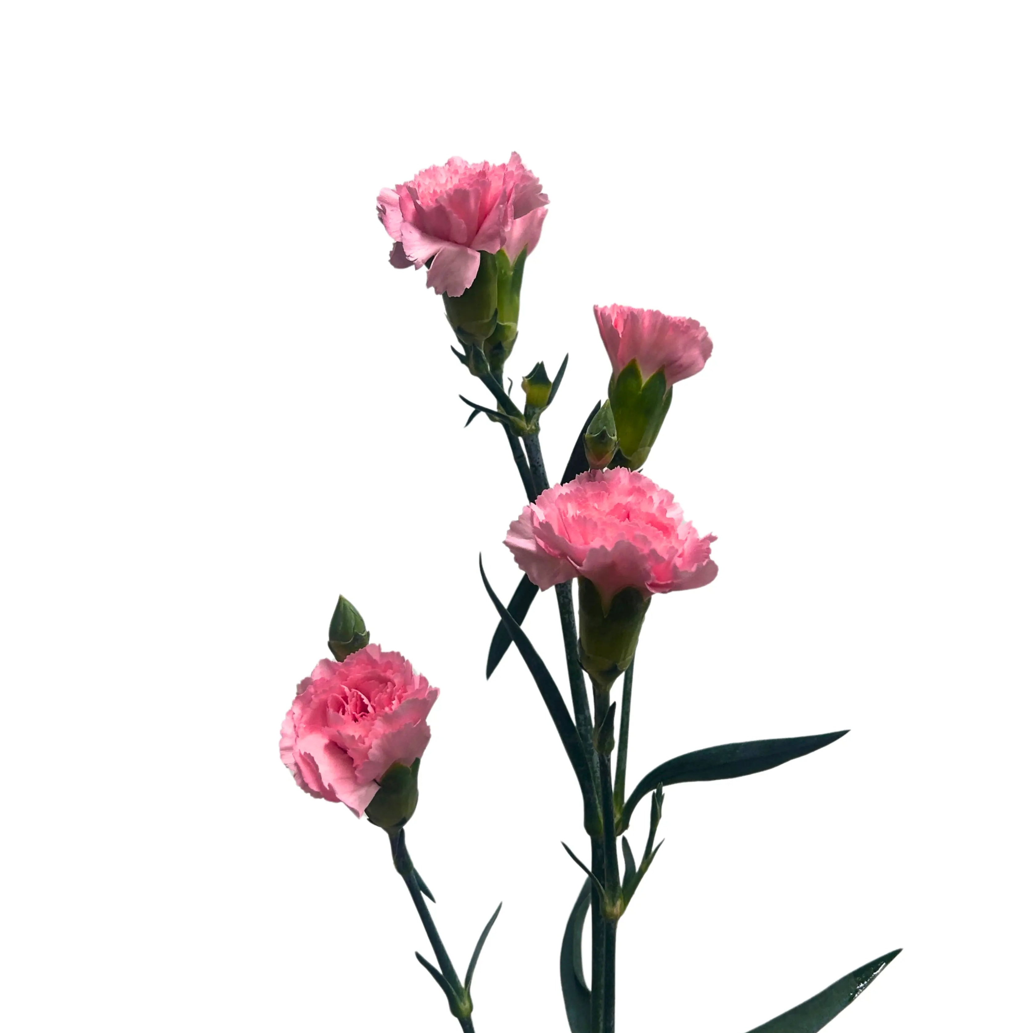 Carnation Spray Pearl Pink 20 Stems