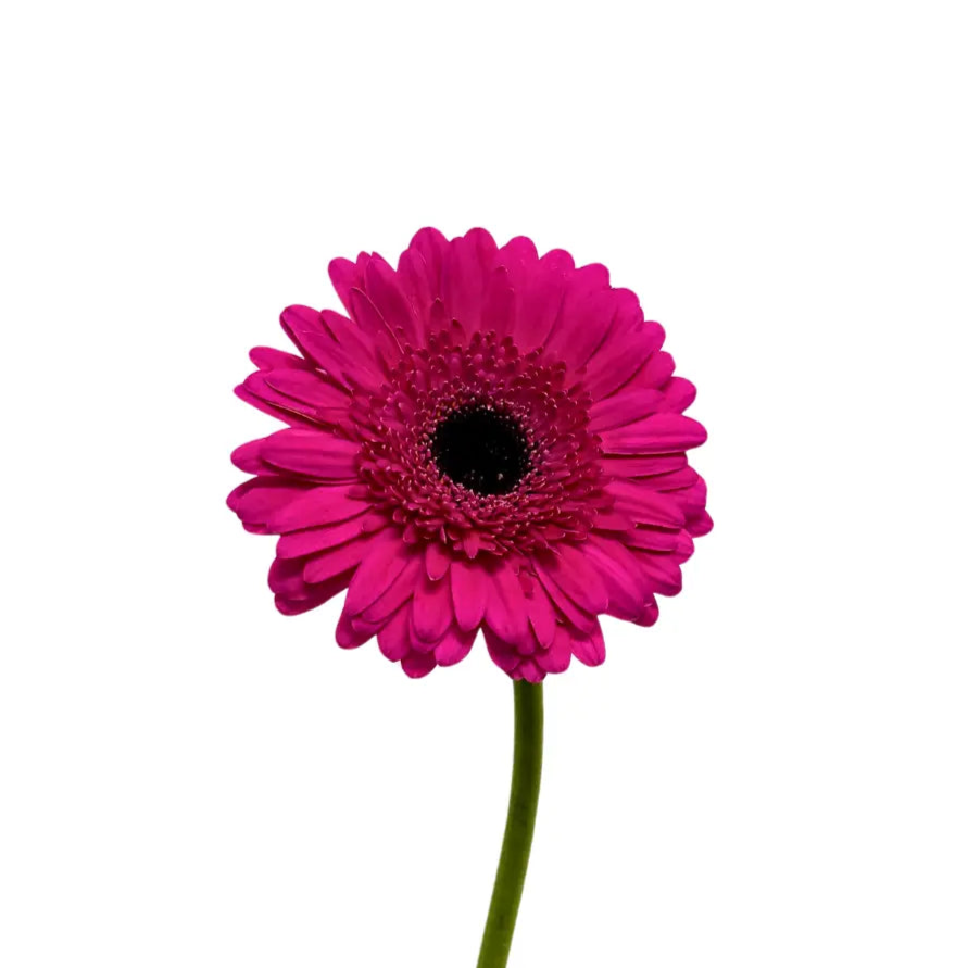 Gerbera Hot Cherry 10 stems