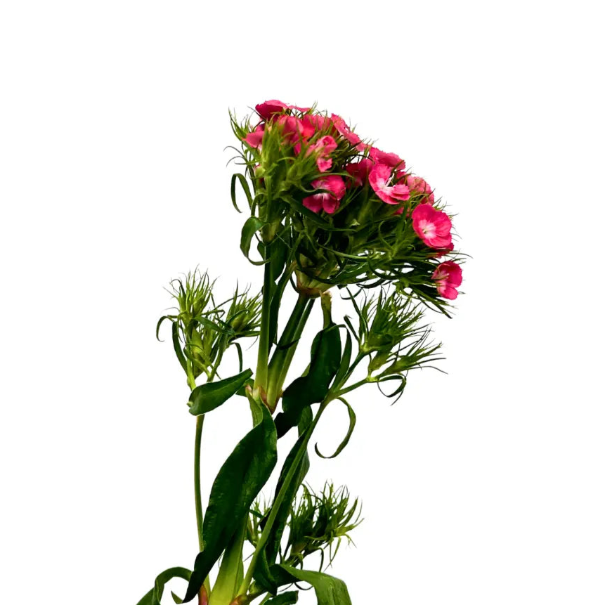 sweet william barbatus