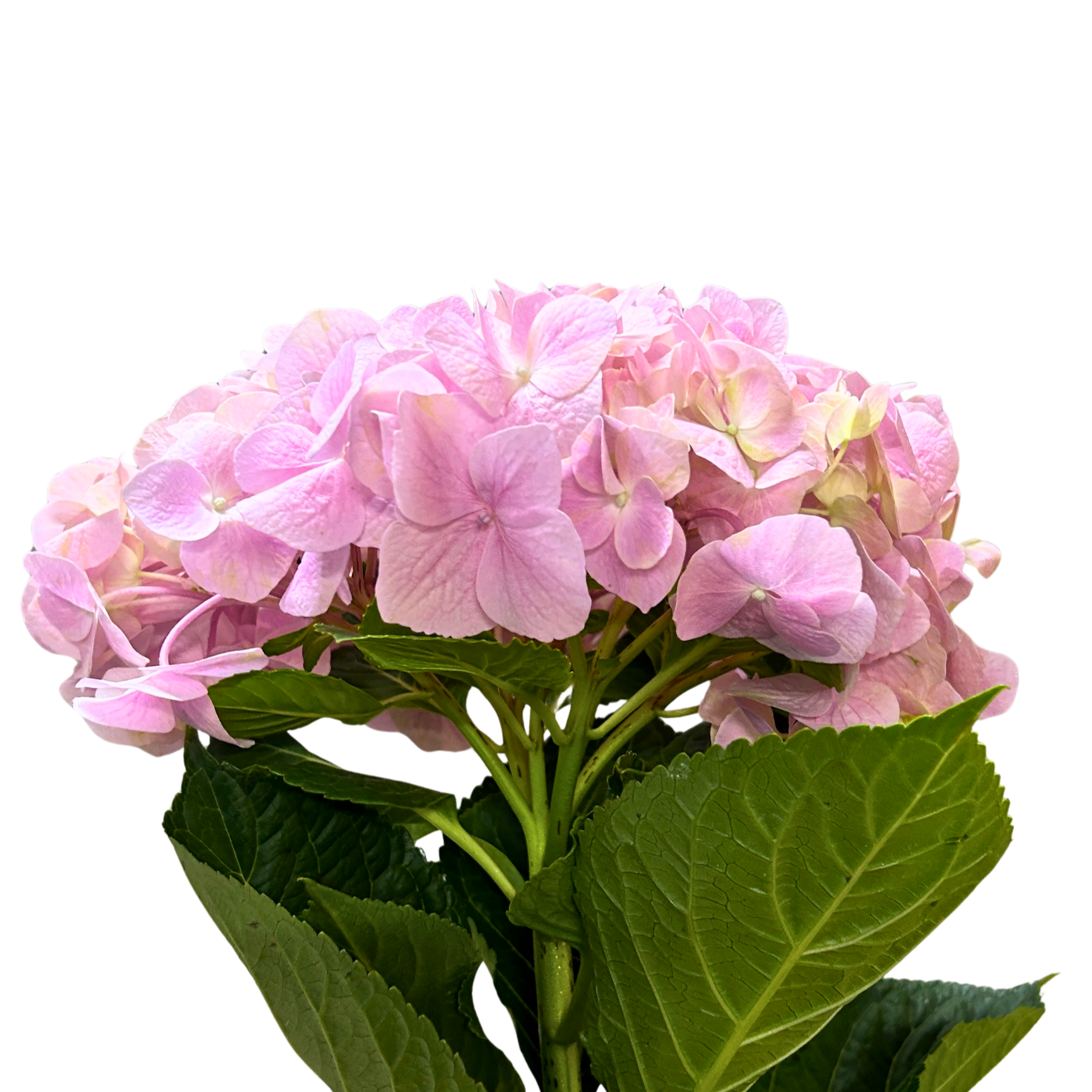 Buy Hydrangea Pink Online Malaysia – Fresh Cut Flowers
