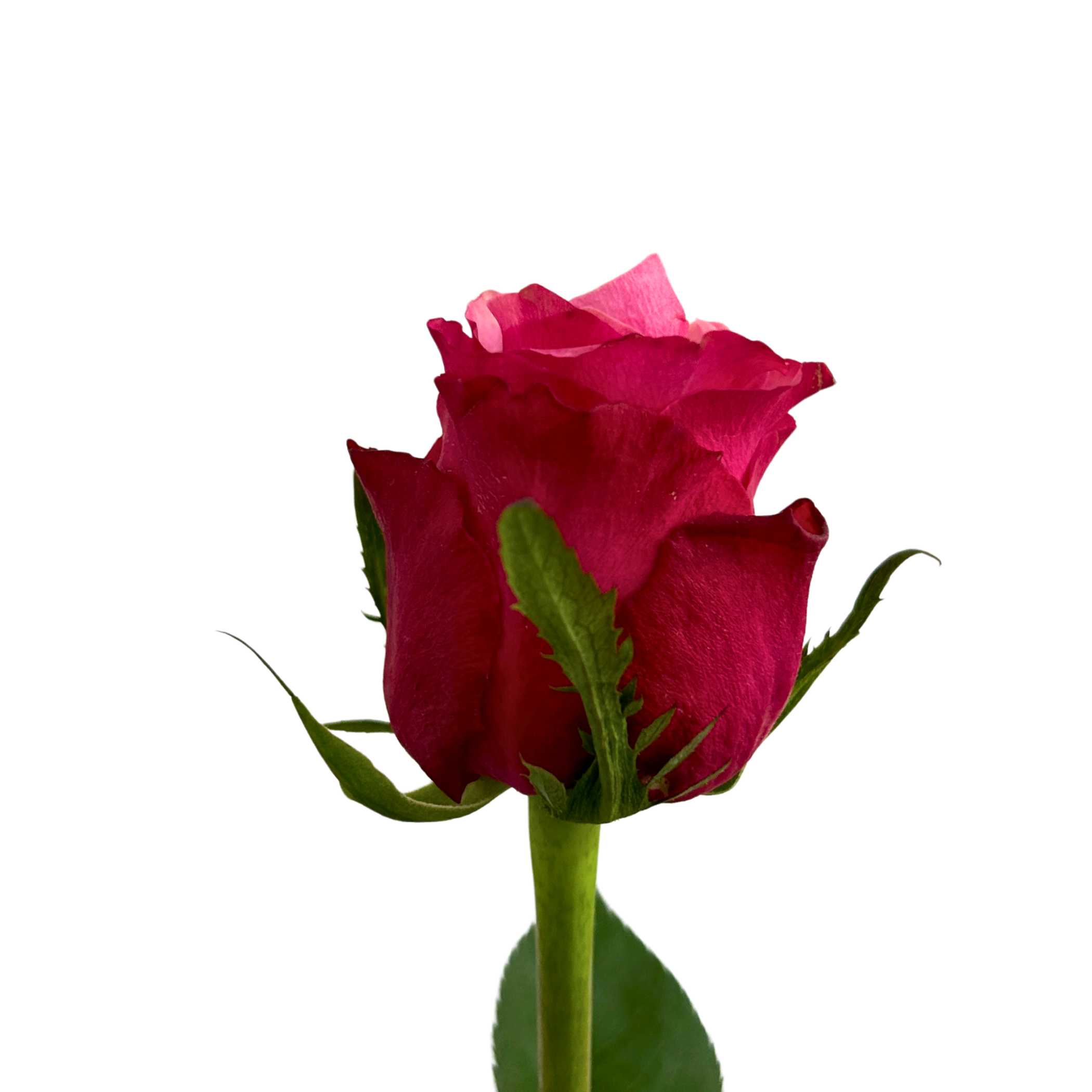 Rose Peach Avalanche for Florists Malaysia – Wholesale Flower Supply