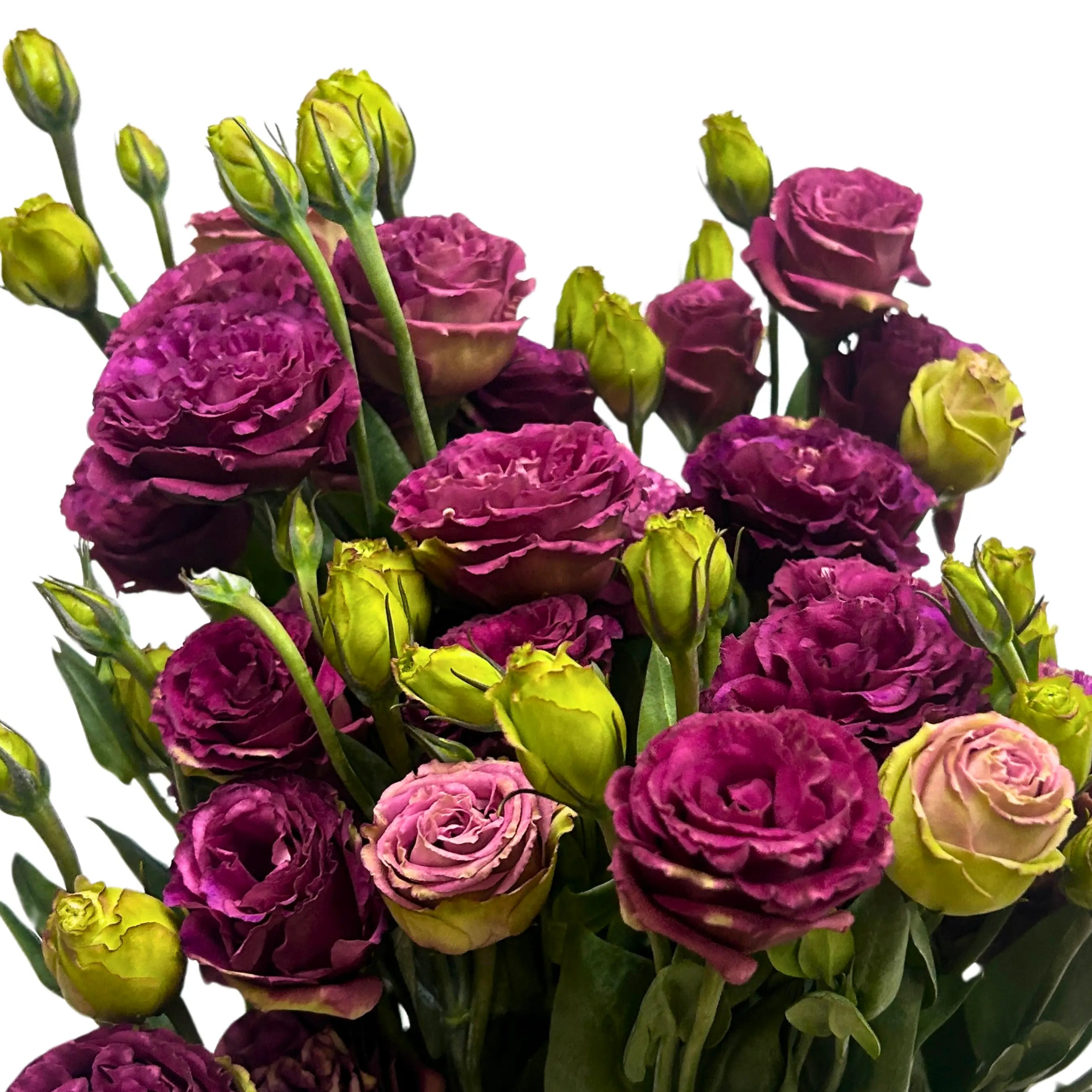 Eustoma Burgundy Bunch