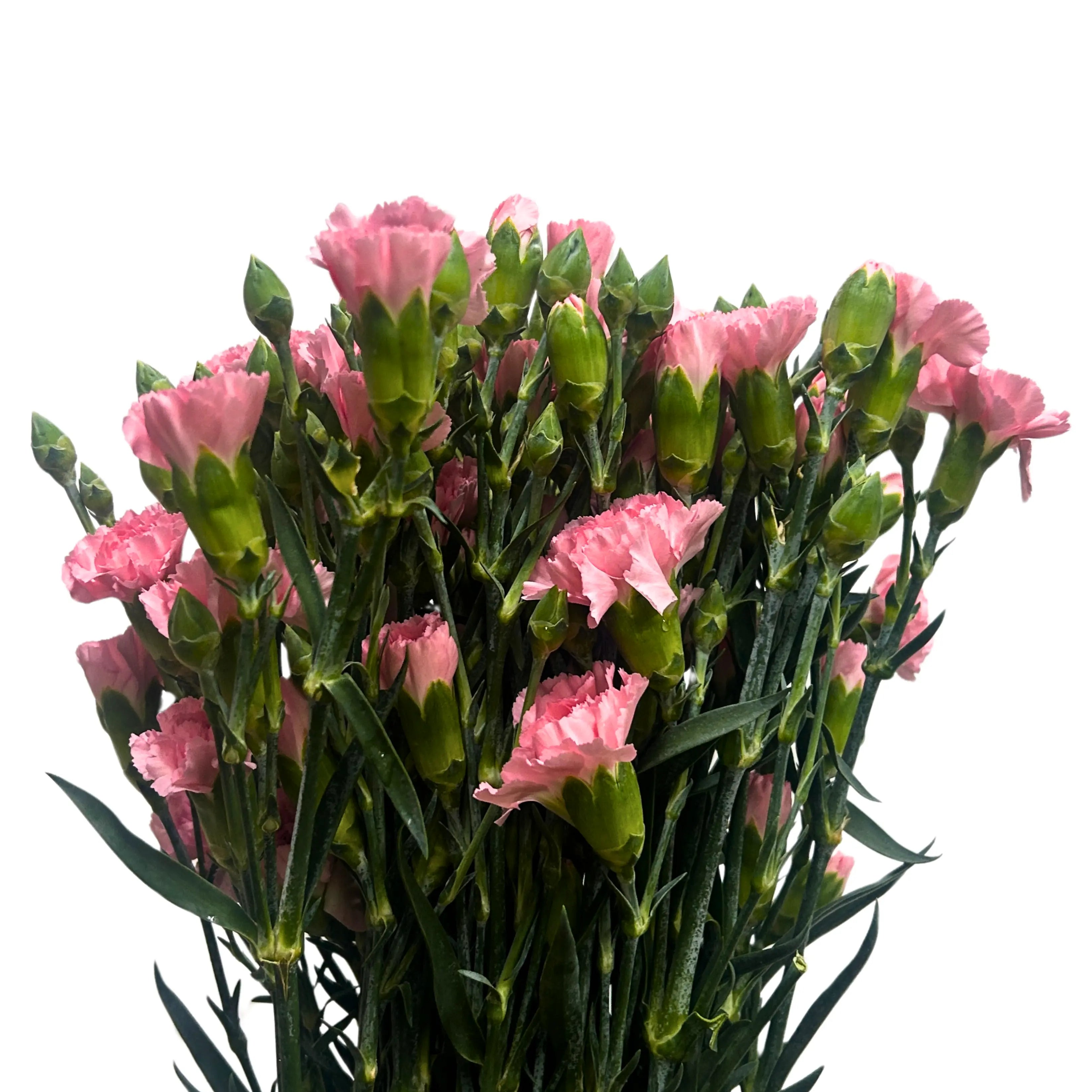 Carnation Spray Pearl Pink 20 Stems