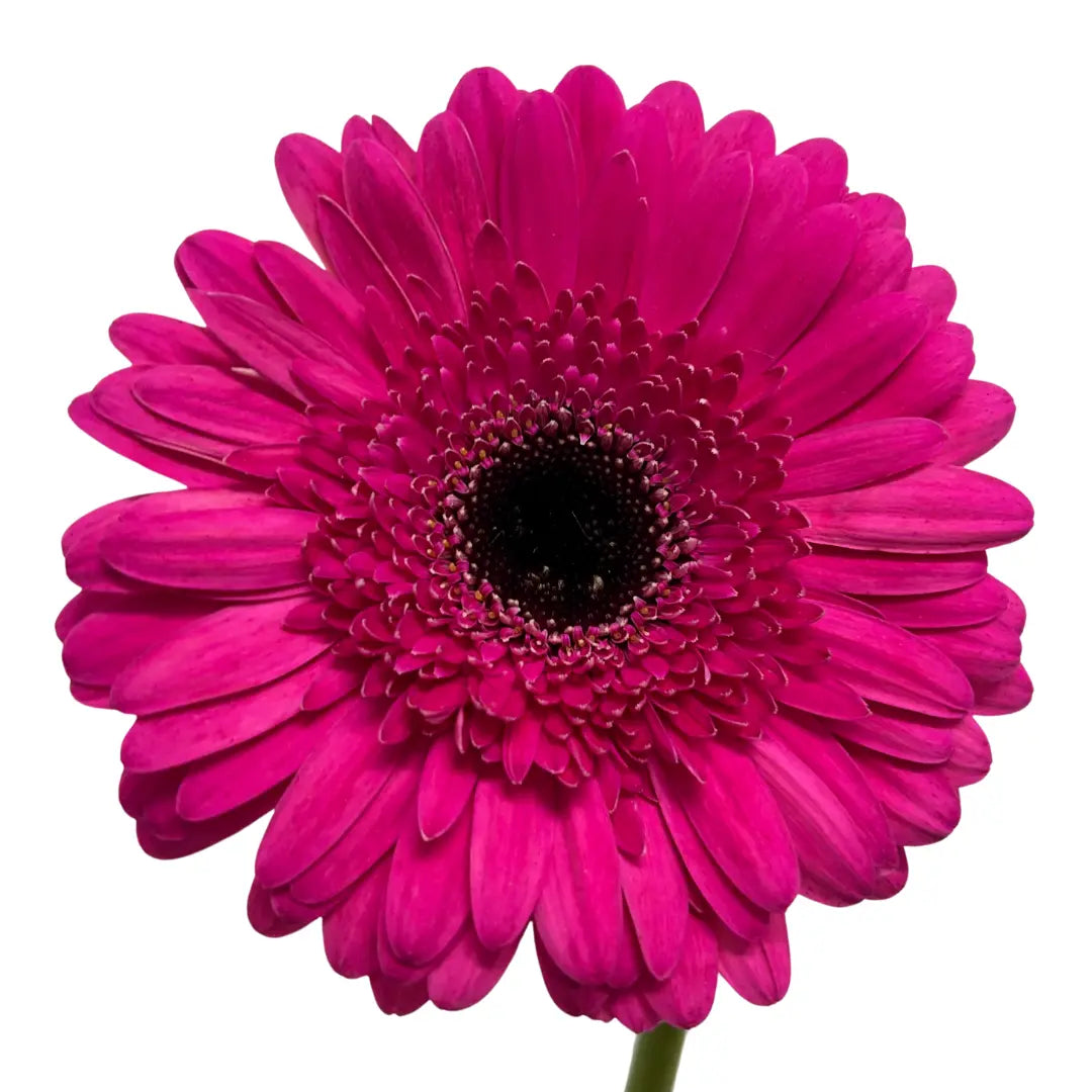 Gerbera Hot Cherry 10 stems