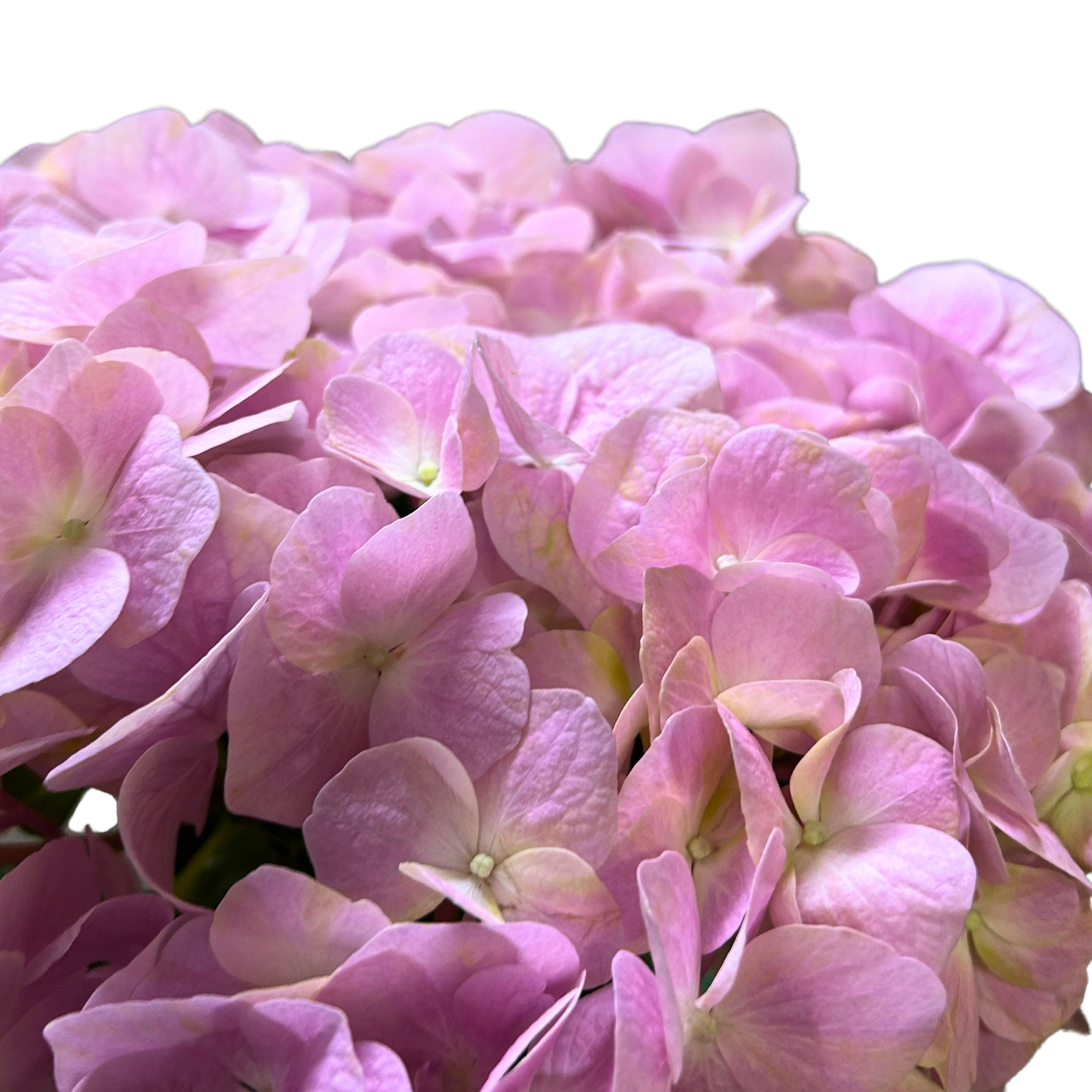 Hydrangea Pink for Florists Malaysia – Wholesale Flower Supply