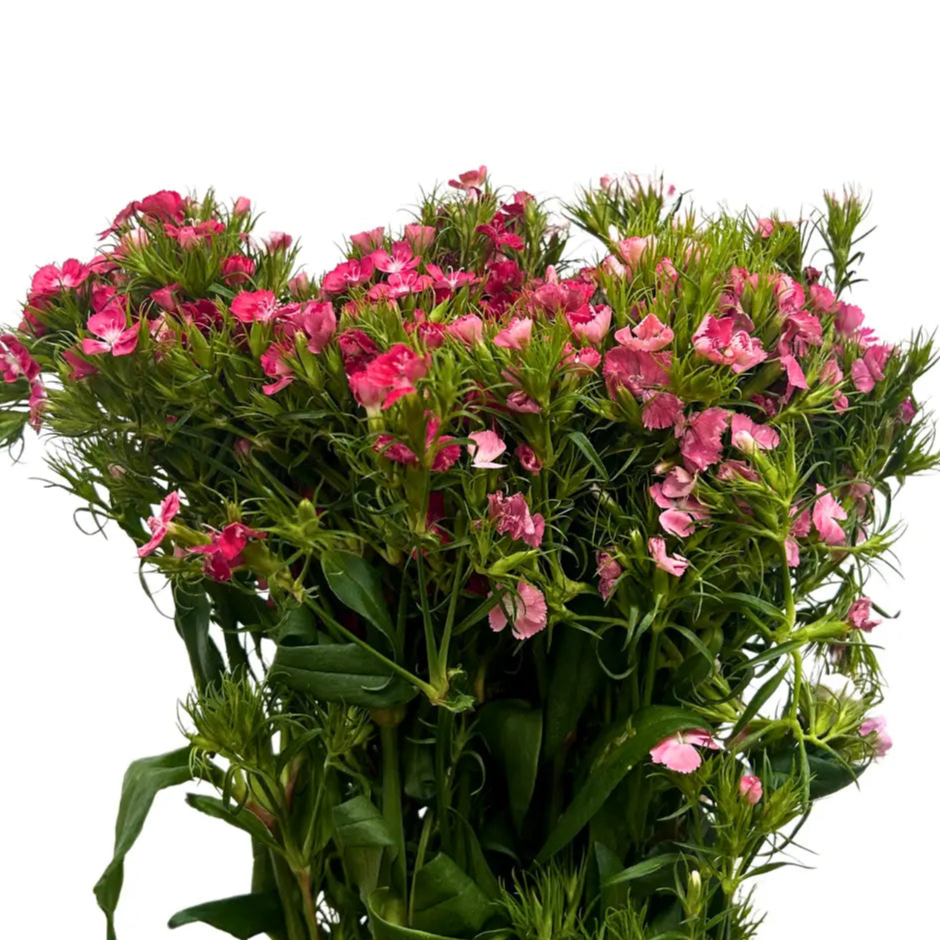 sweet william barbatus