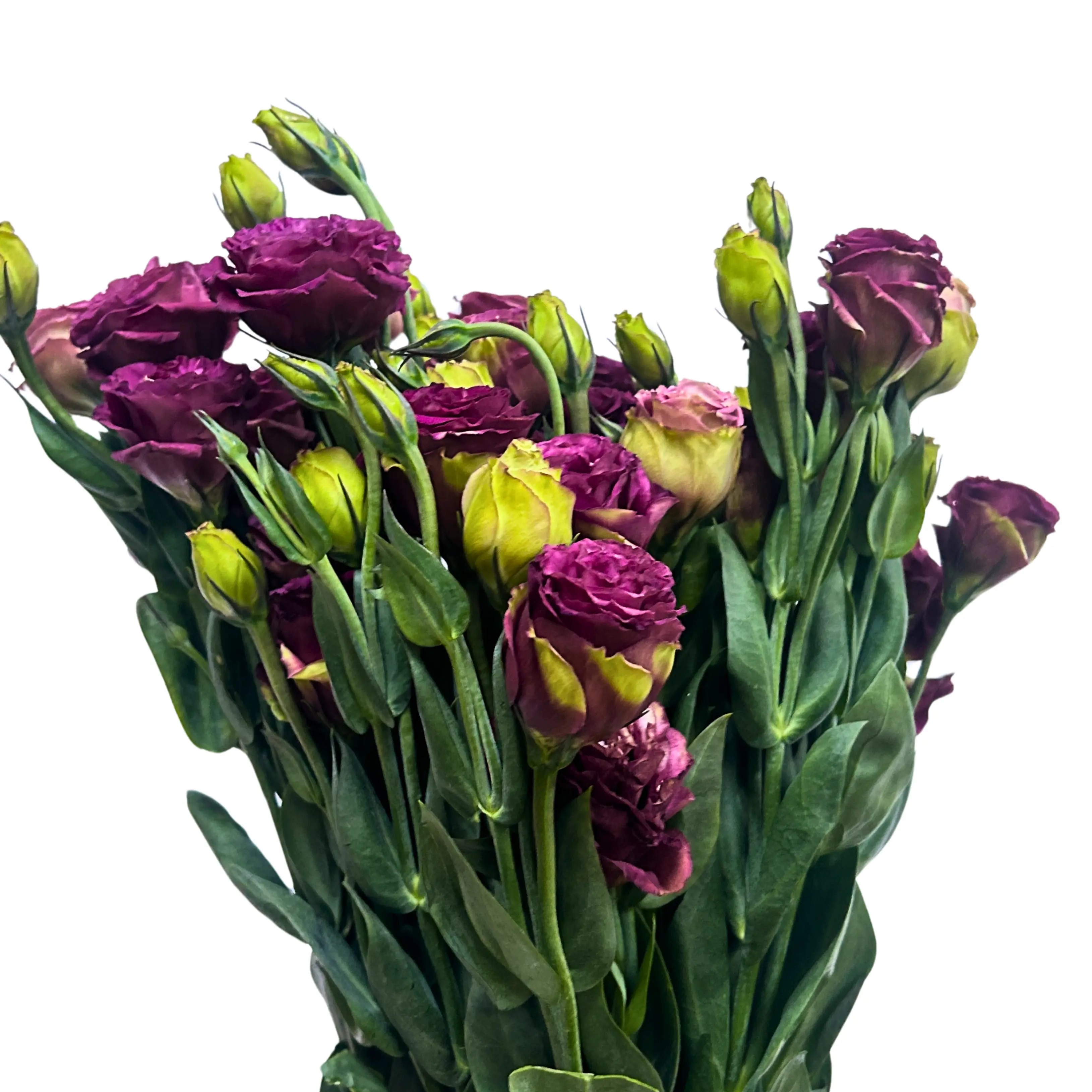 Eustoma Burgundy Bunch