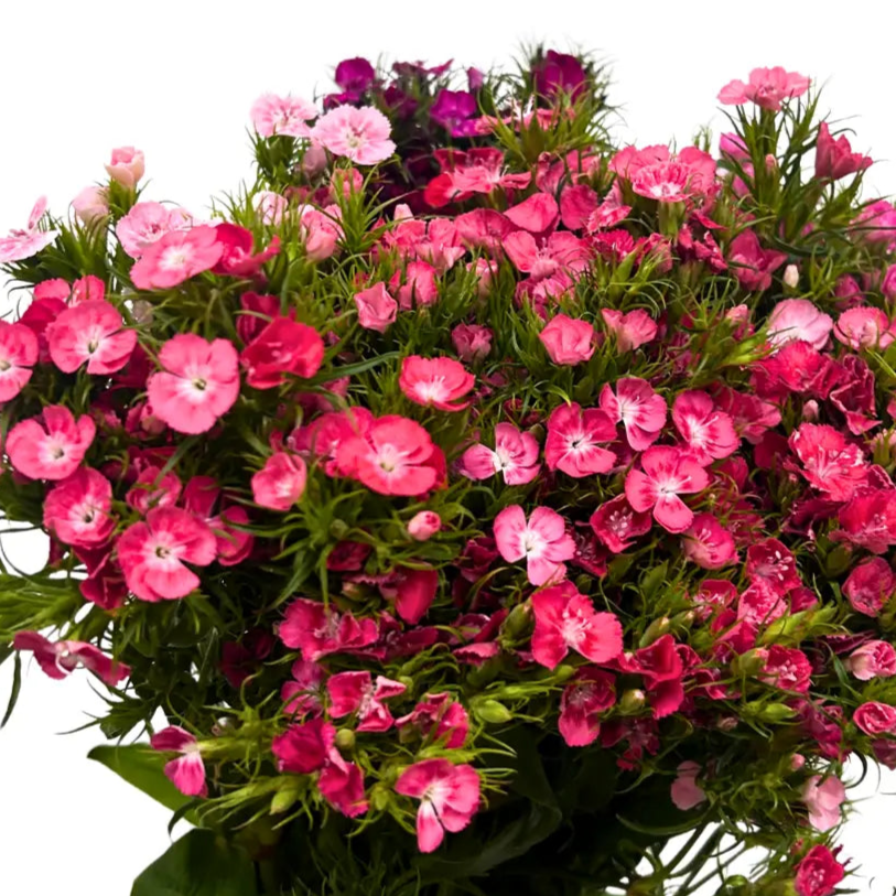 sweet william barbatus