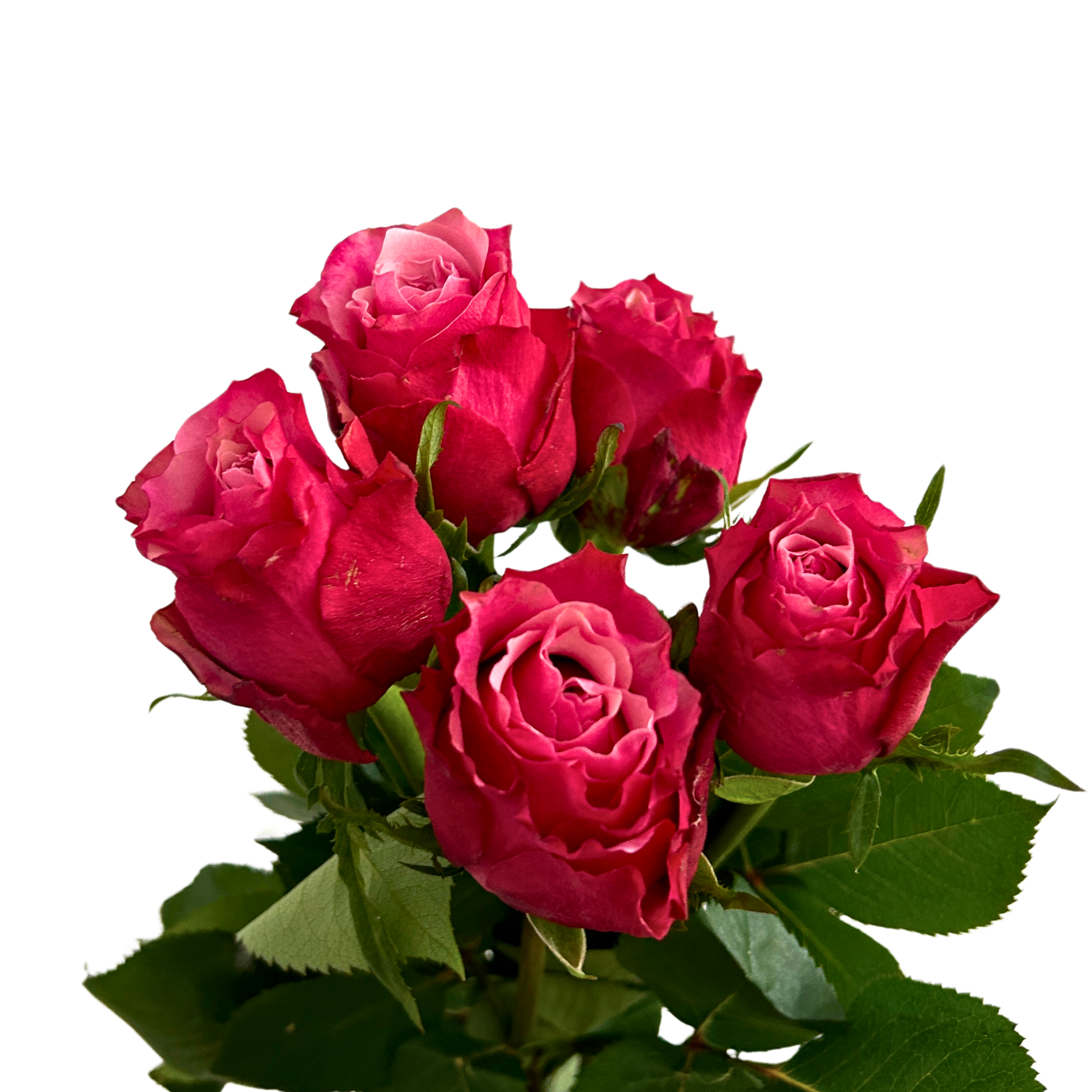 Fresh Rose Ladybro Malaysia – Wholesale & Delivery