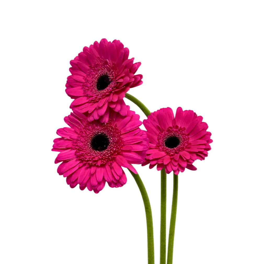 Gerbera Hot Cherry 10 stems