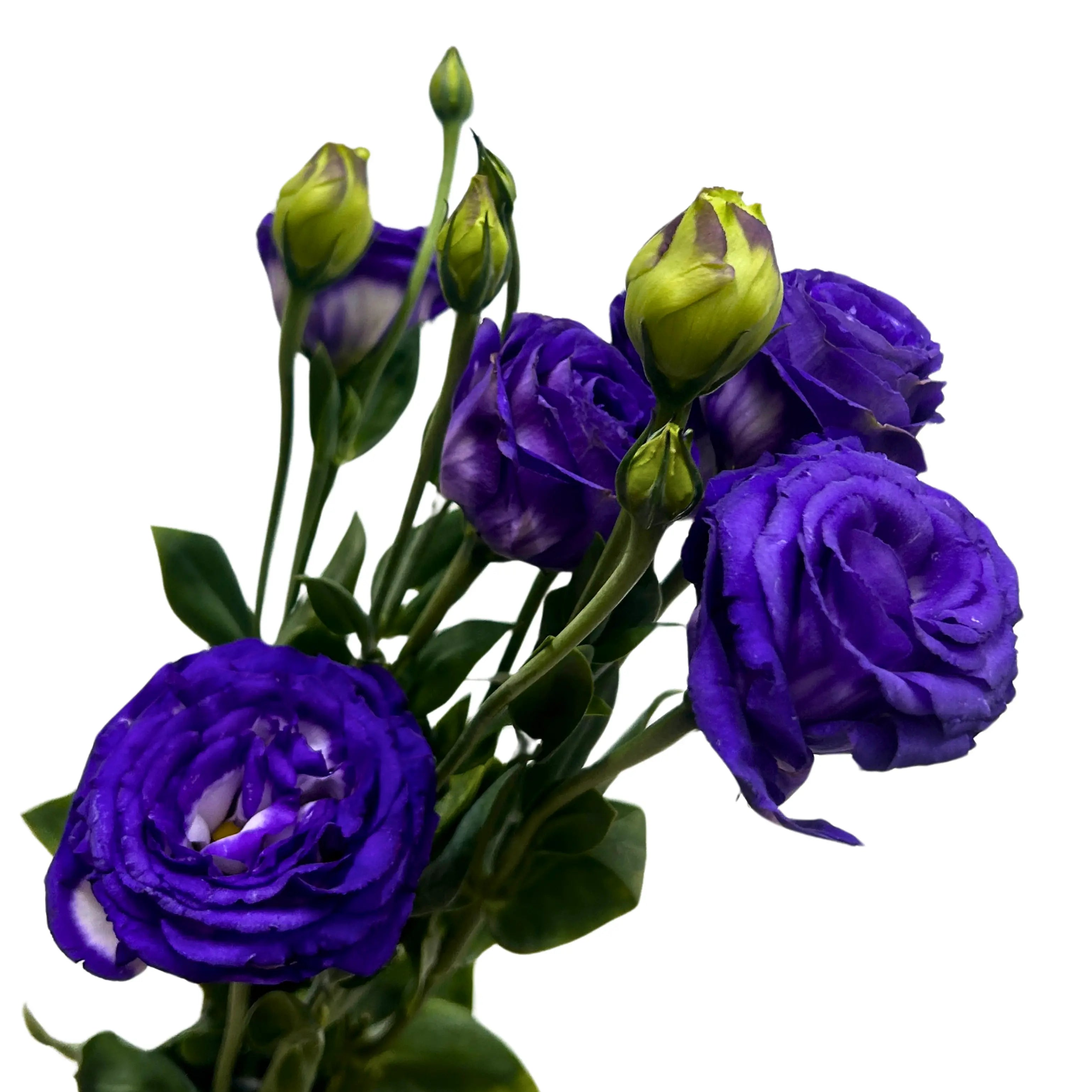 Eustoma Purple White Bunch