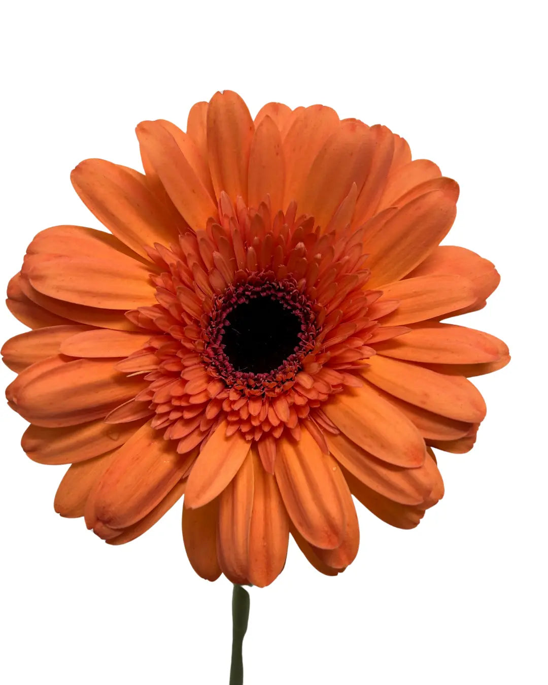Gerbera Light Orange 10 stems