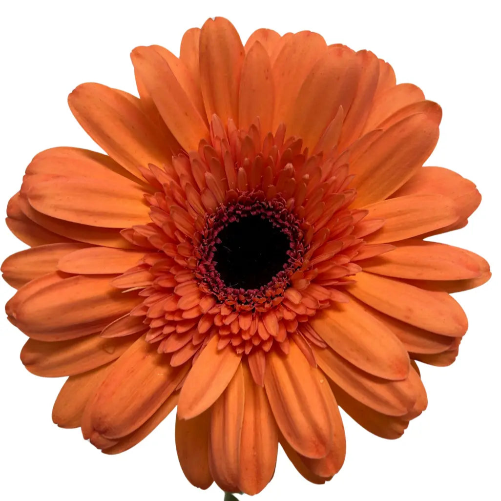 Gerbera Light Orange 10 stems