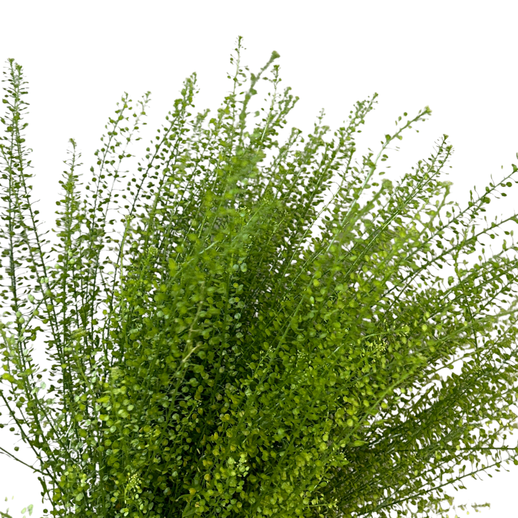 Fresh Thlaspi Green Bell Malaysia – Wholesale & Delivery