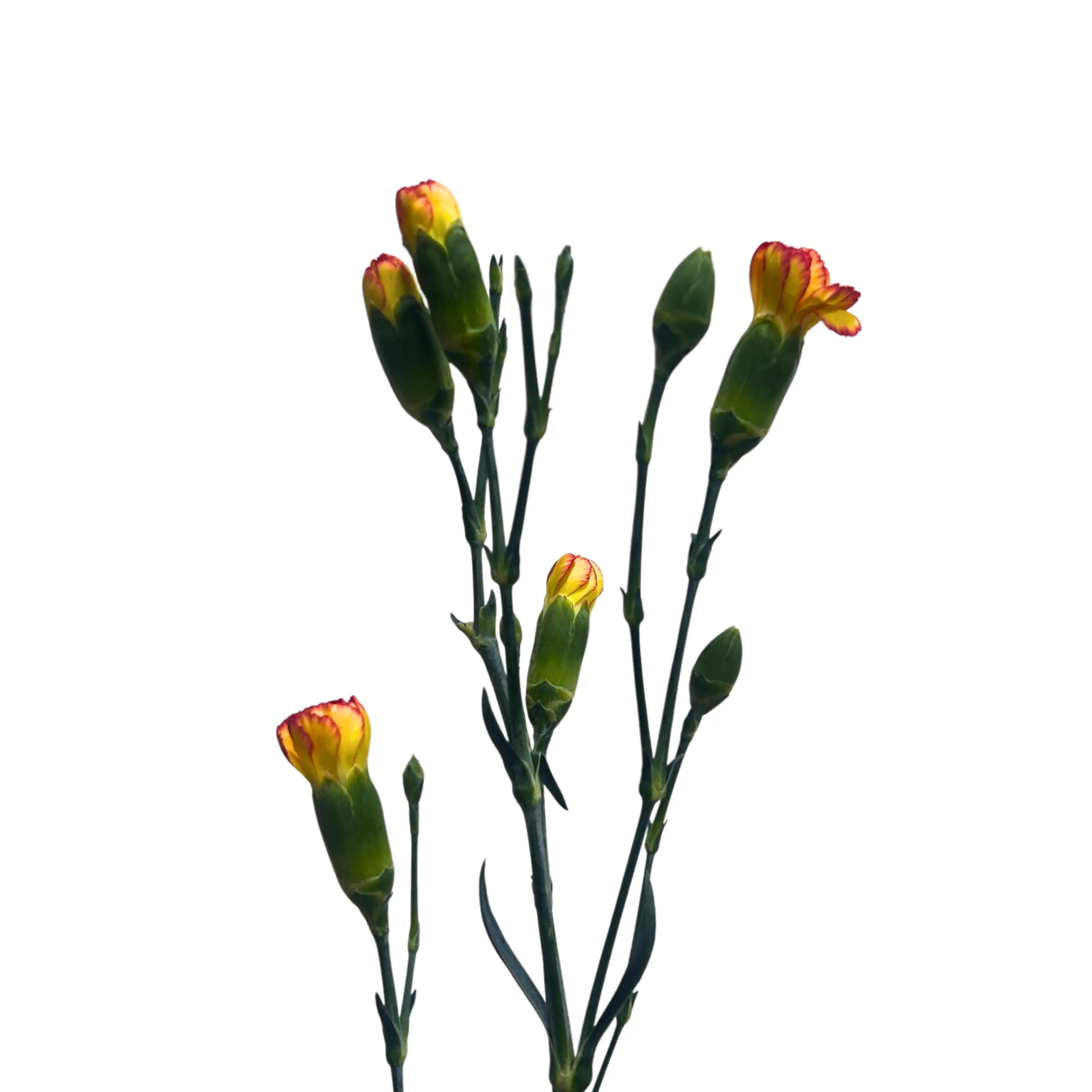 Carnation Spray Yellow Orange 20 Stems