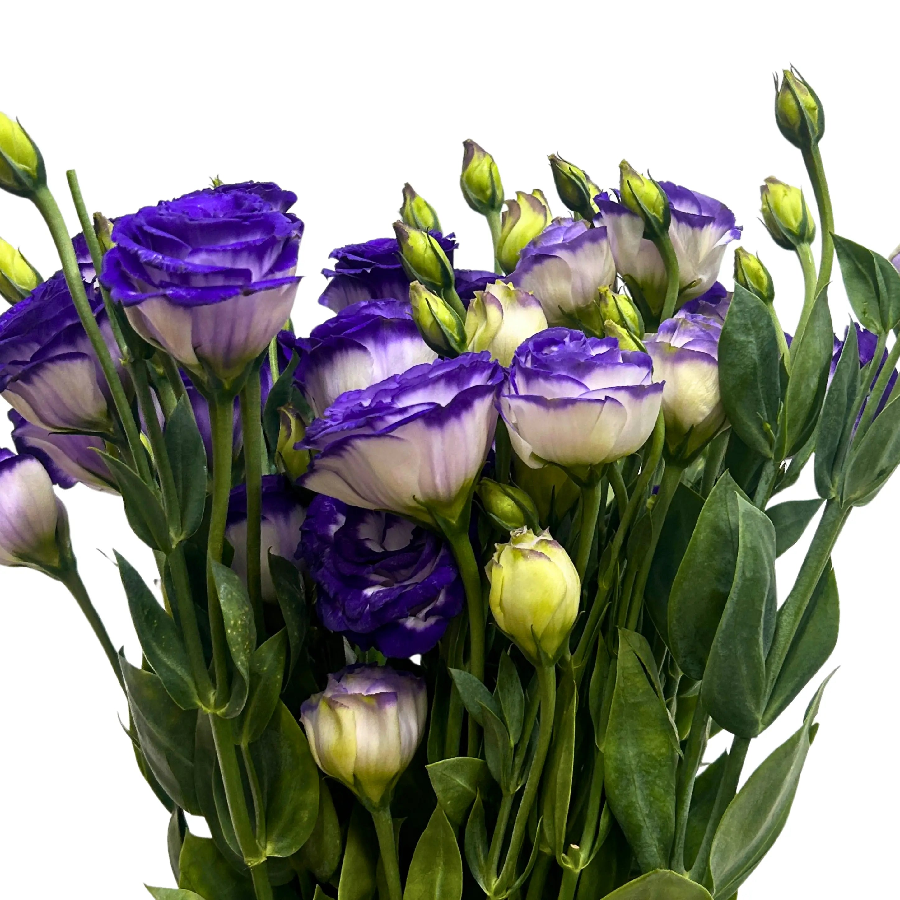 Eustoma Purple White Bunch