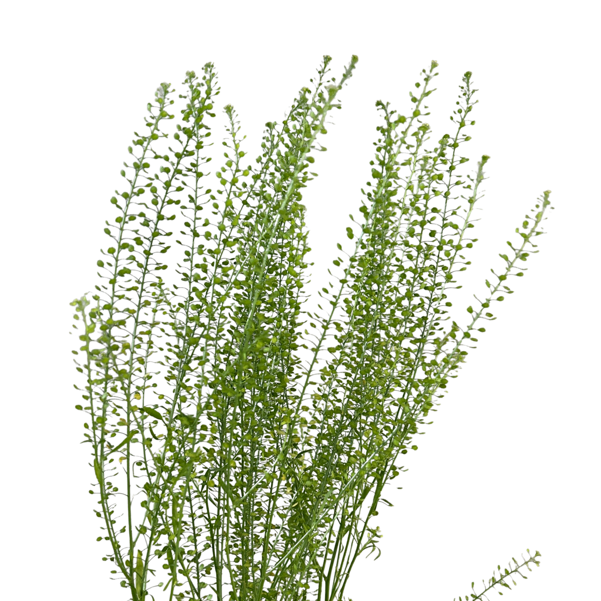 Buy Thlaspi Green Bell Online Malaysia – Fresh Cut Flowers