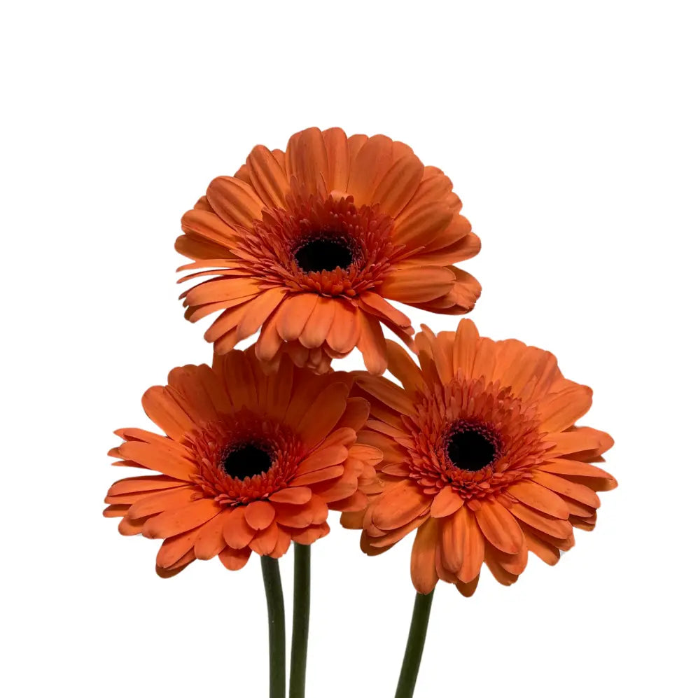 Gerbera Light Orange 10 stems