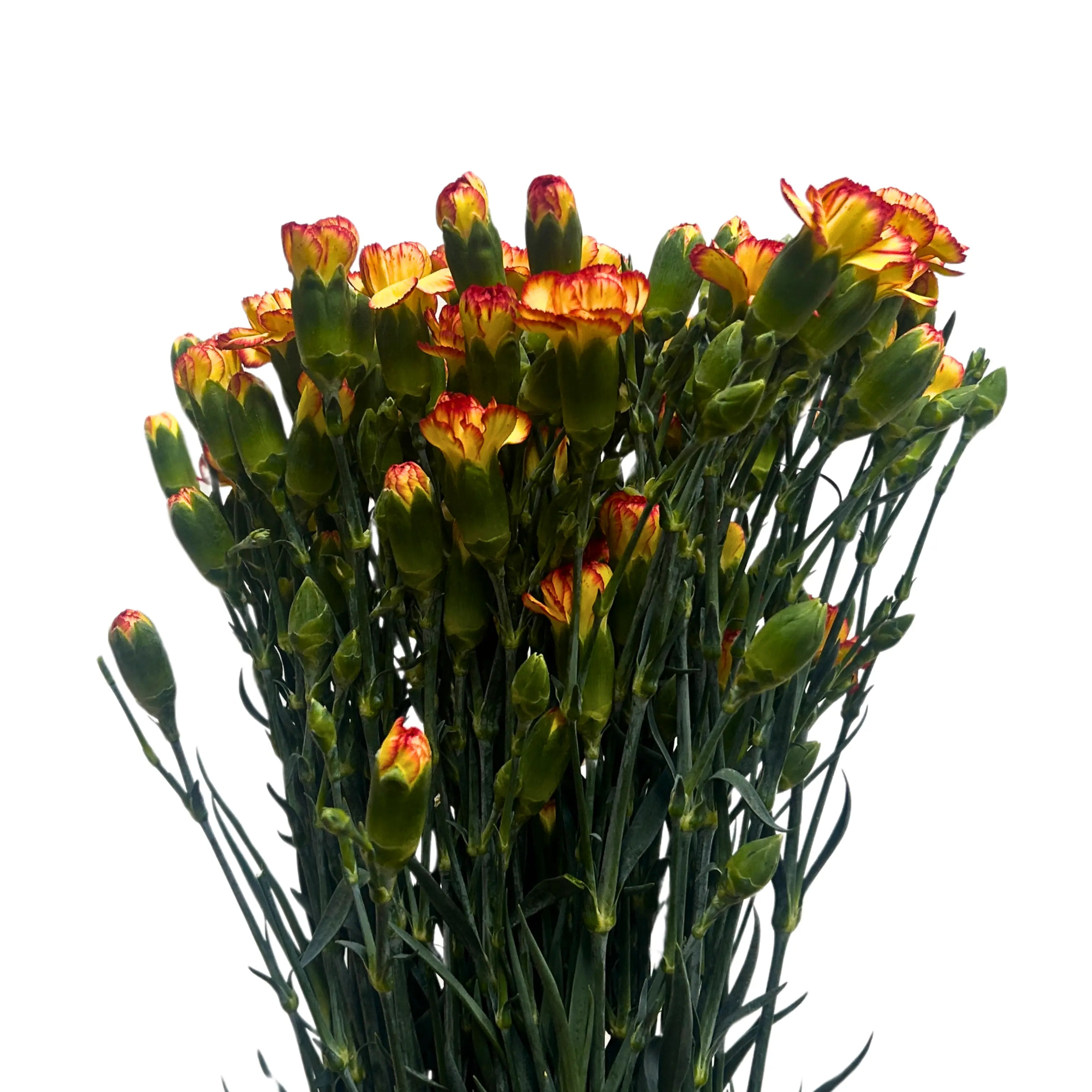 Carnation Spray Yellow Orange 20 Stems