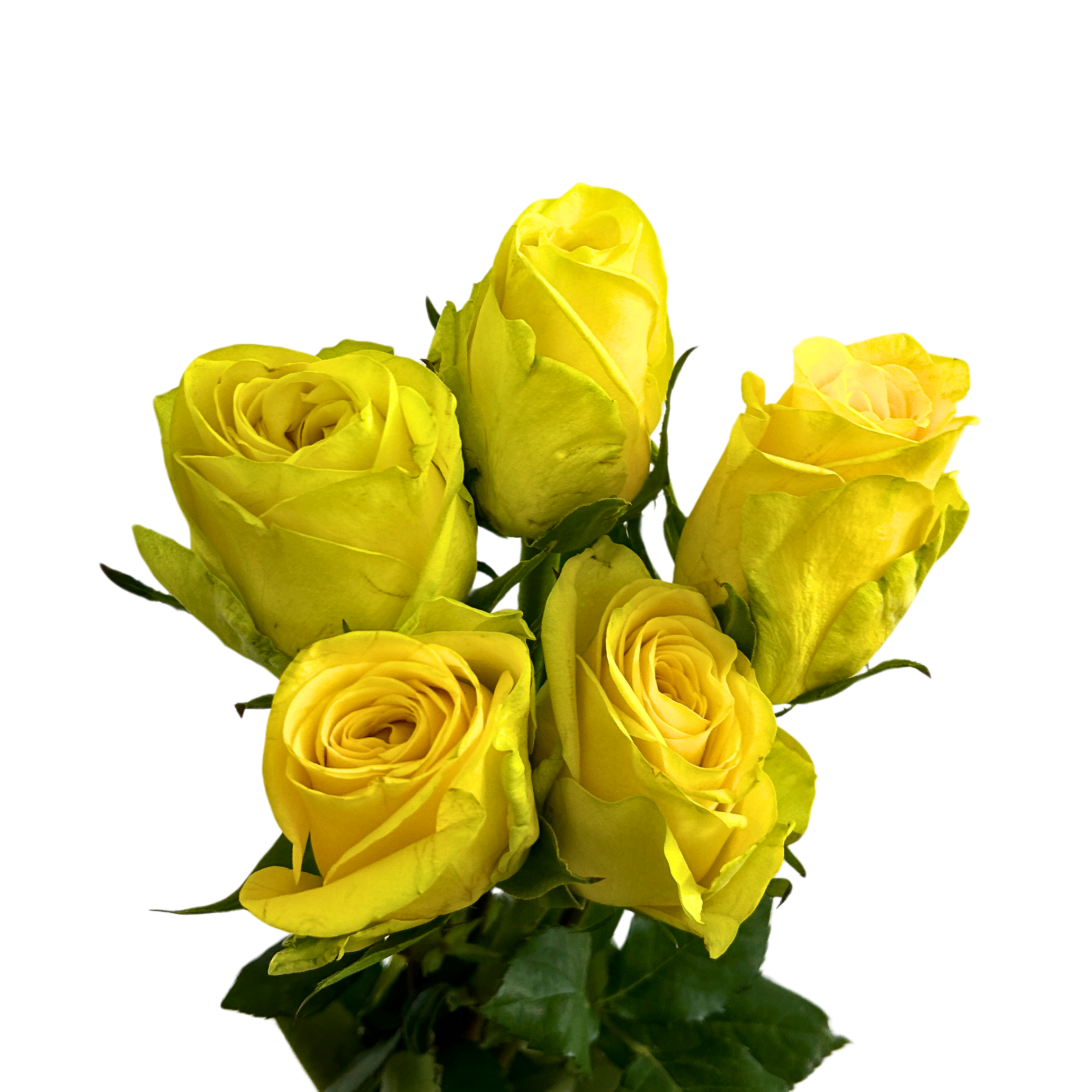 Rose Joy for Florists Malaysia – Wholesale Flower Supply