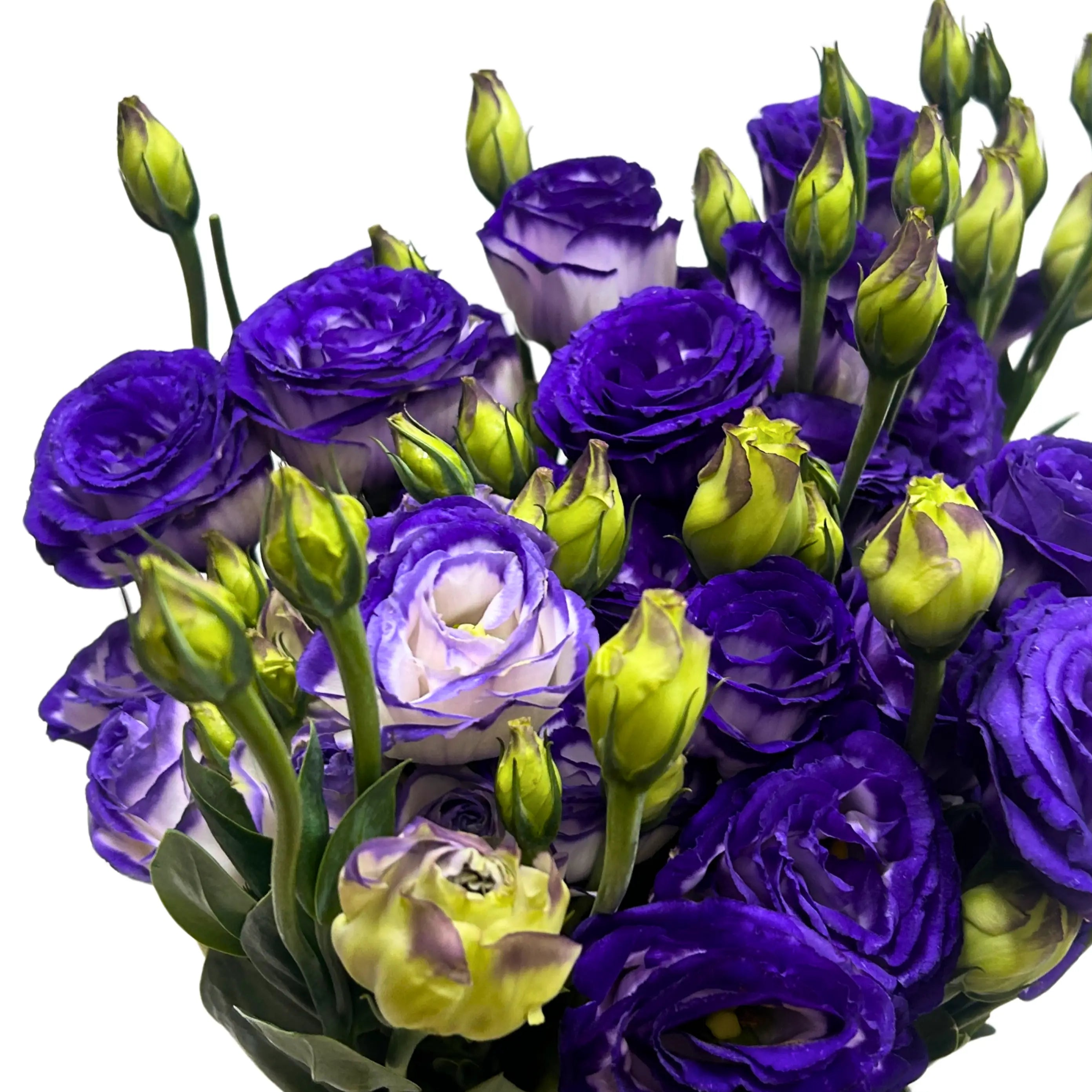 Eustoma Purple White Bunch