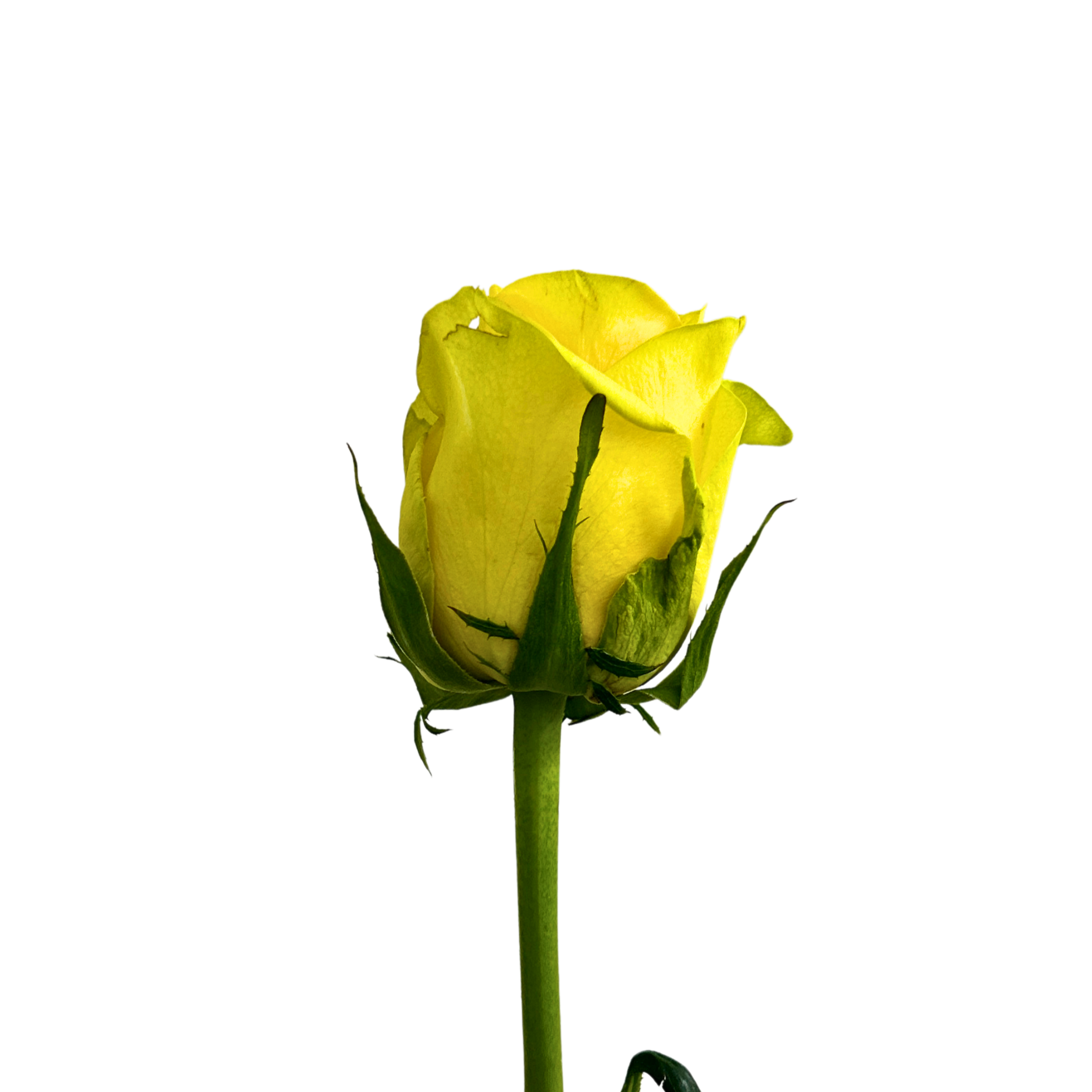 Fresh Rose Yellow Fairy Malaysia – Wholesale & Delivery