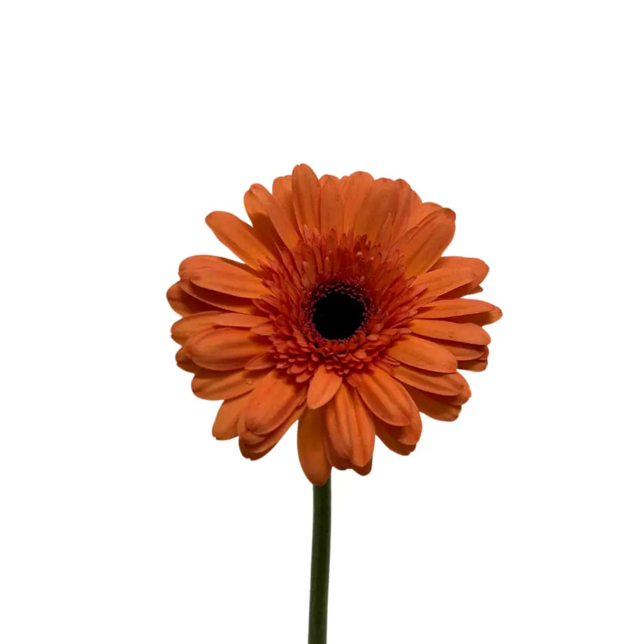 Gerbera Light Orange 10 stems