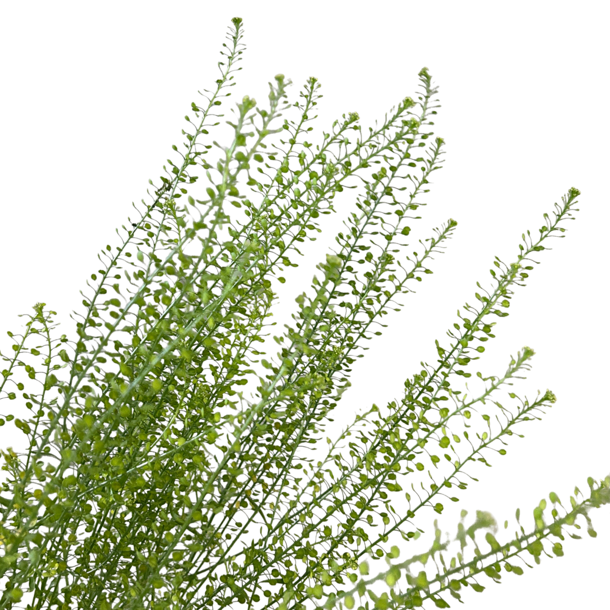 Thlaspi Green Bell for Florists Malaysia – Wholesale Flower Supply