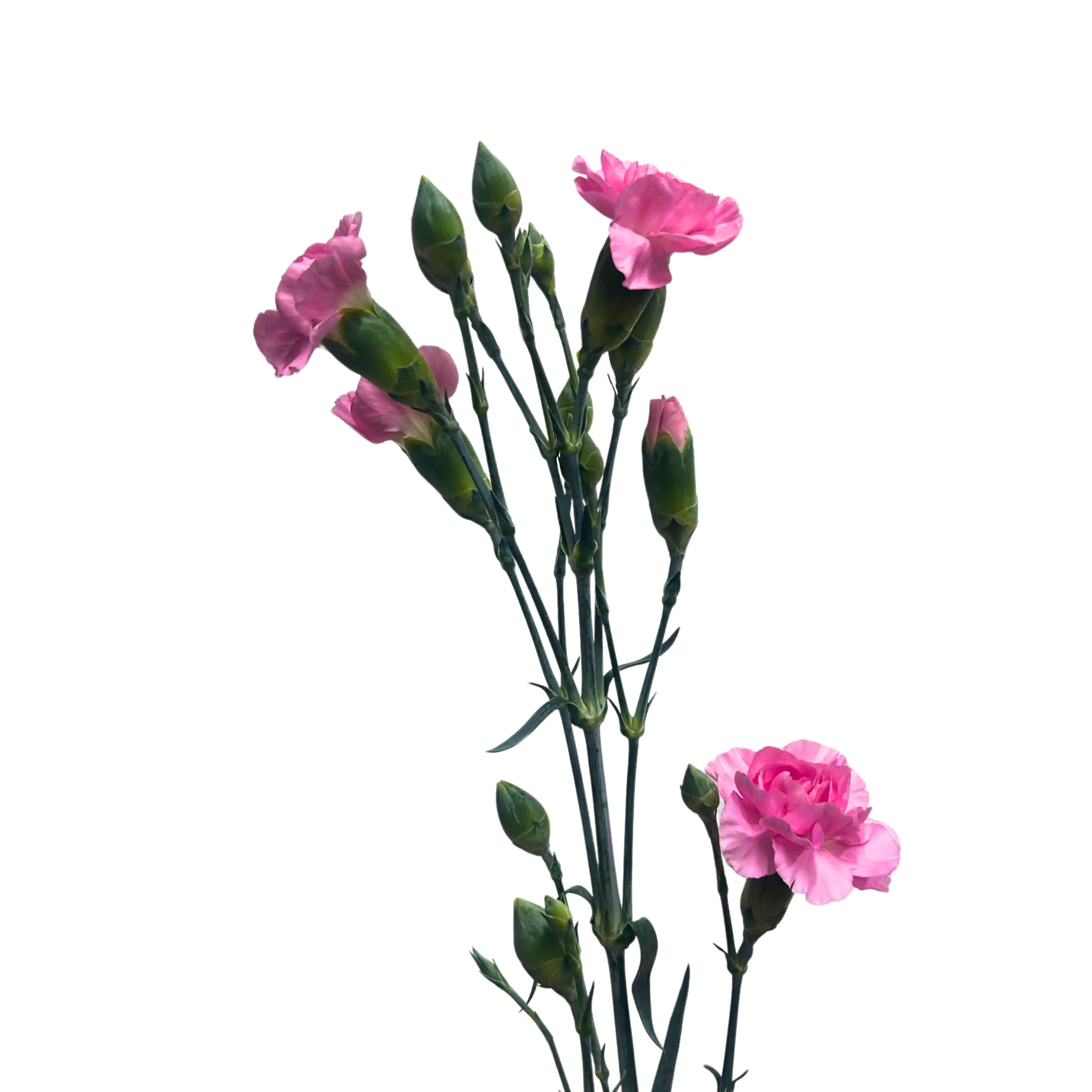 Carnation Spray Shocking Pink 20 Stems