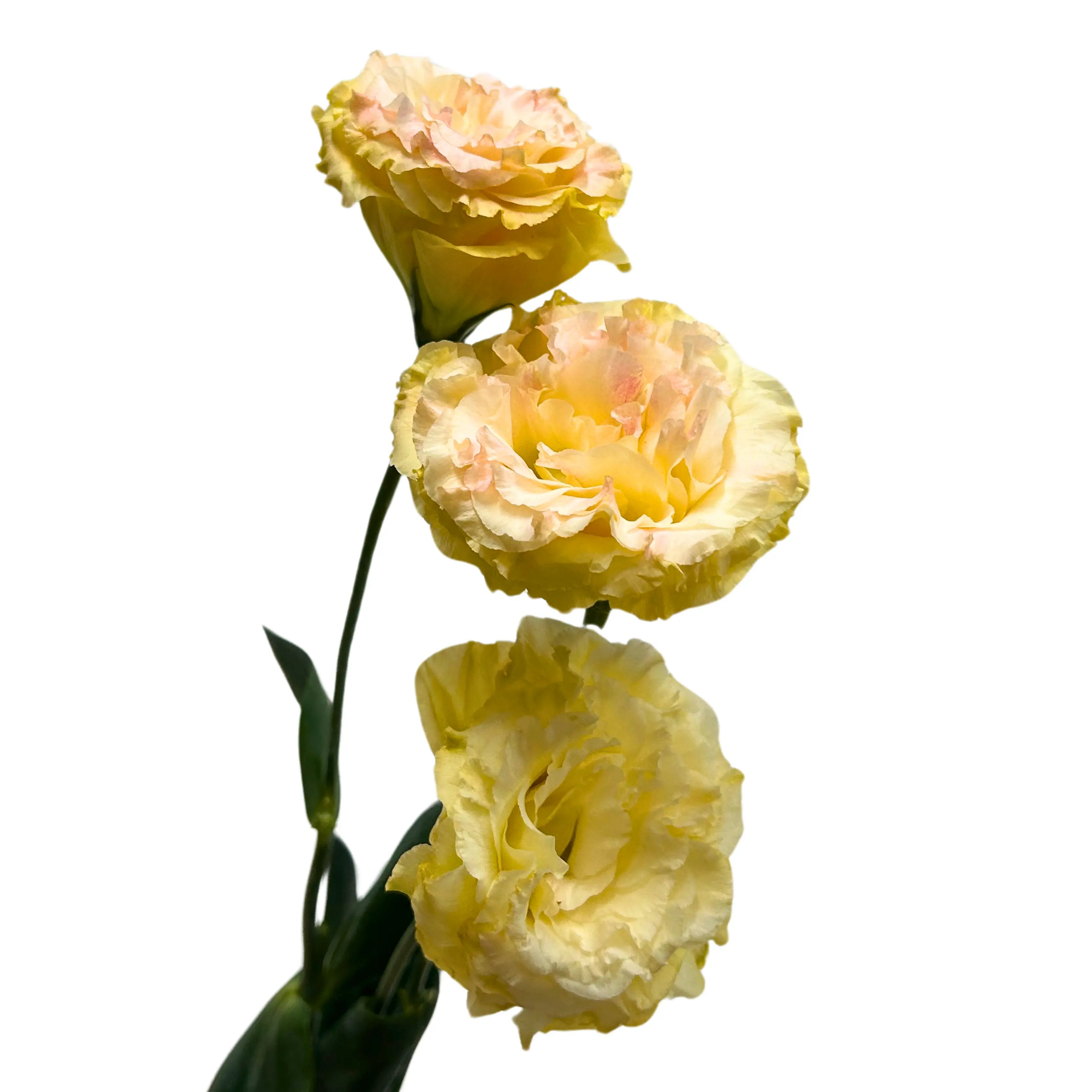 Eustoma Wave Peach Bunch