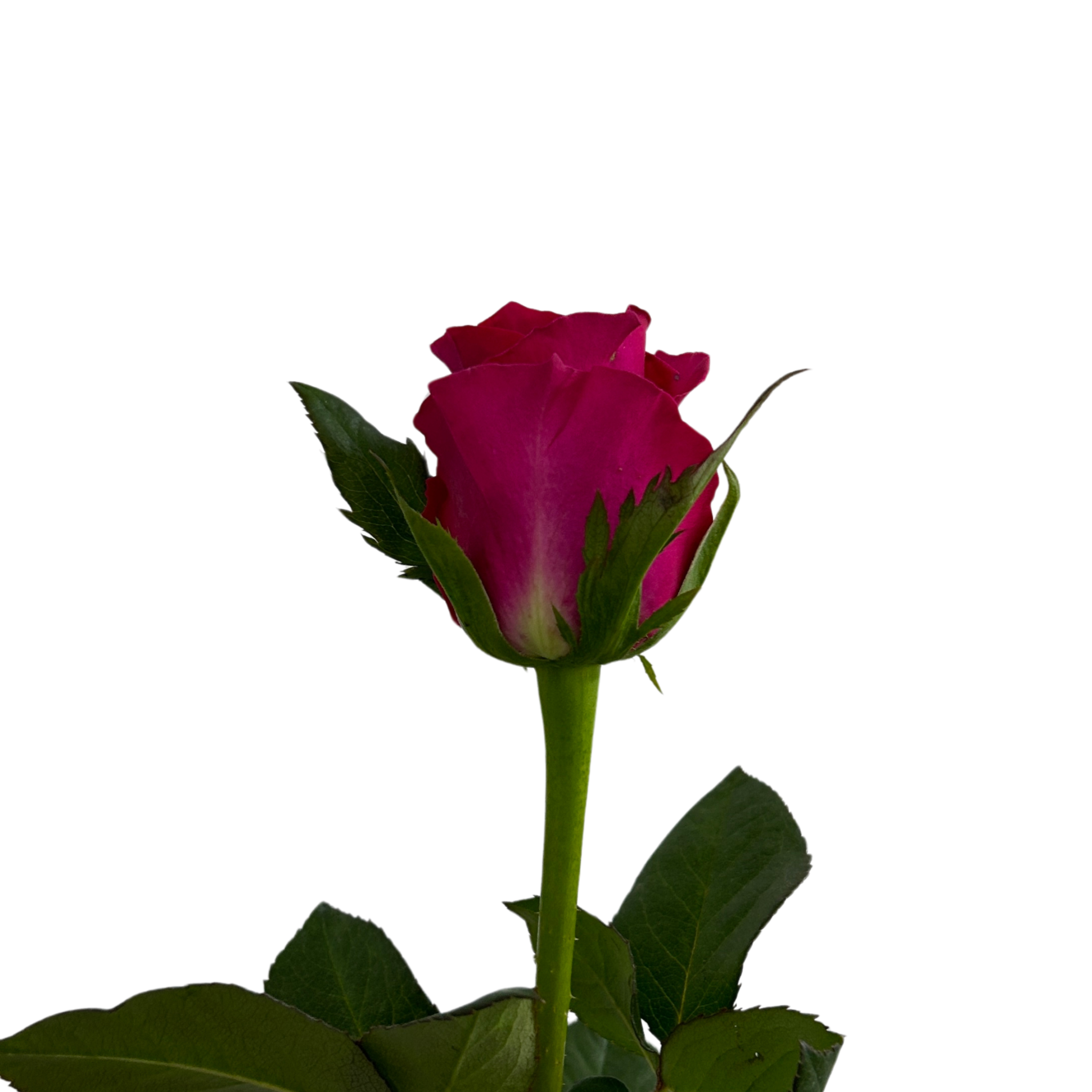Fresh Rose Gosen Malaysia – Wholesale & Delivery