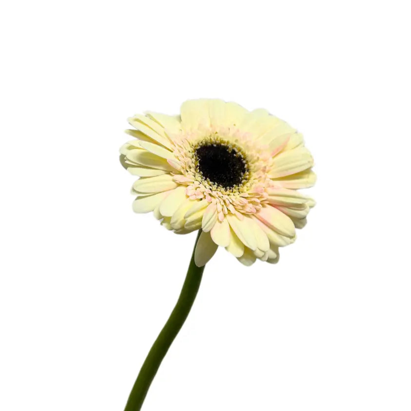 gerbera milky