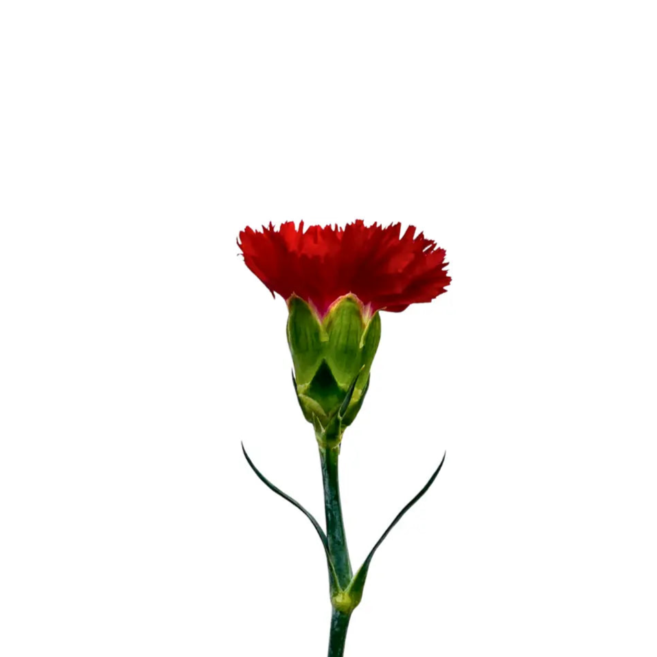 carnation red
