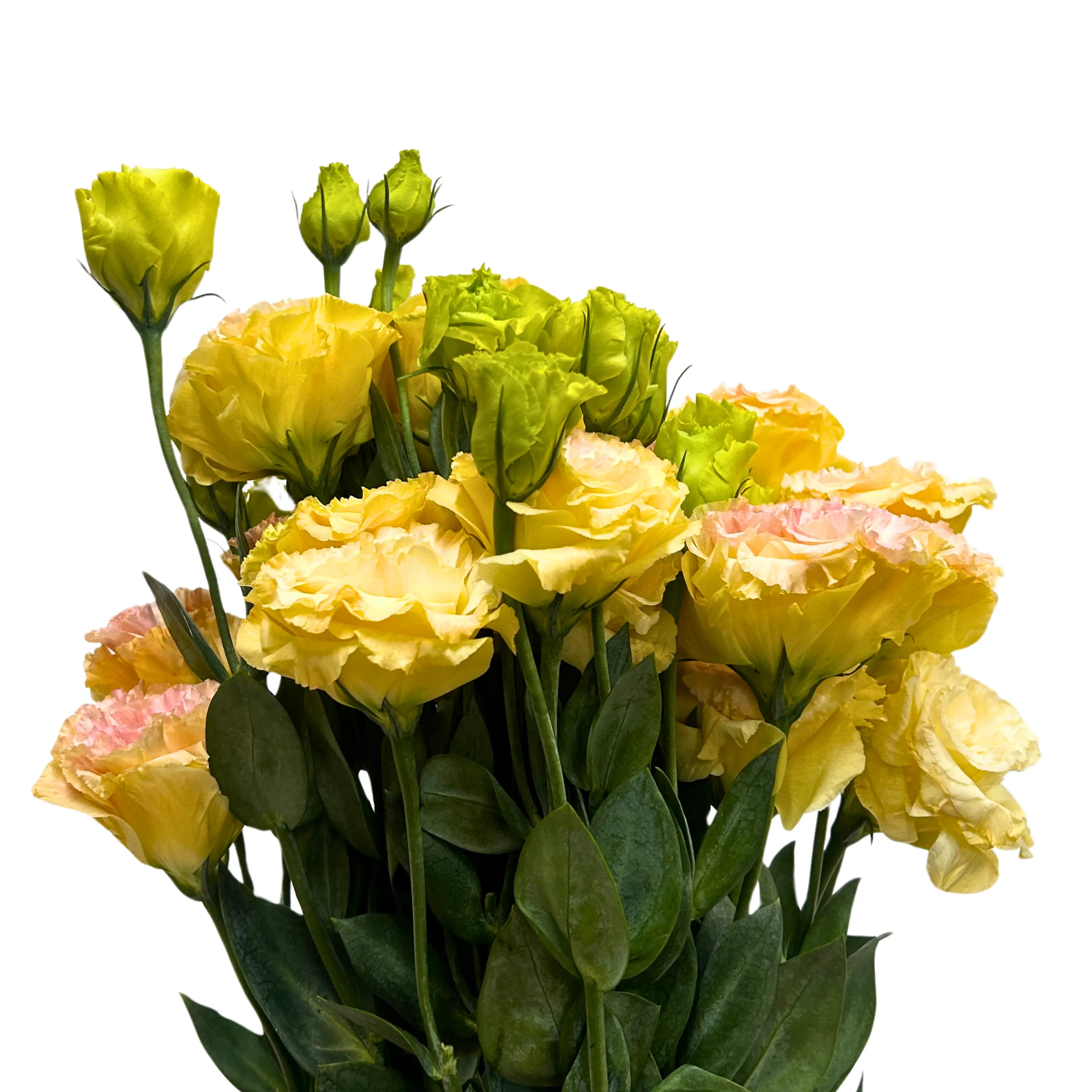 Eustoma Wave Peach Bunch