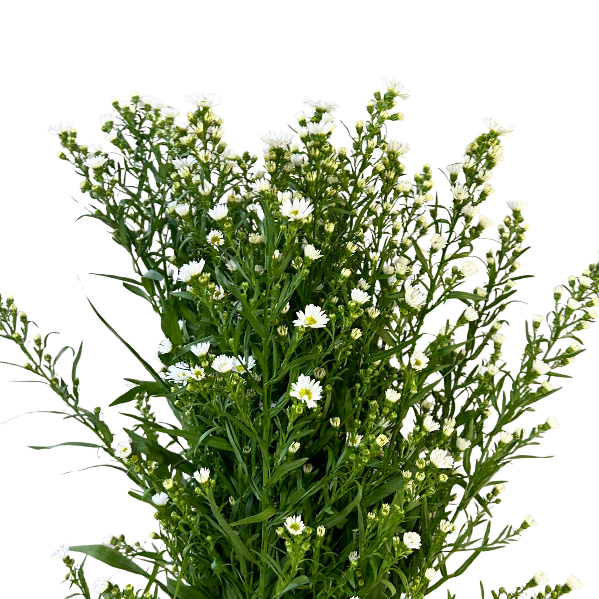 Buy Peacock White Online Malaysia – Fresh Cut Flowers