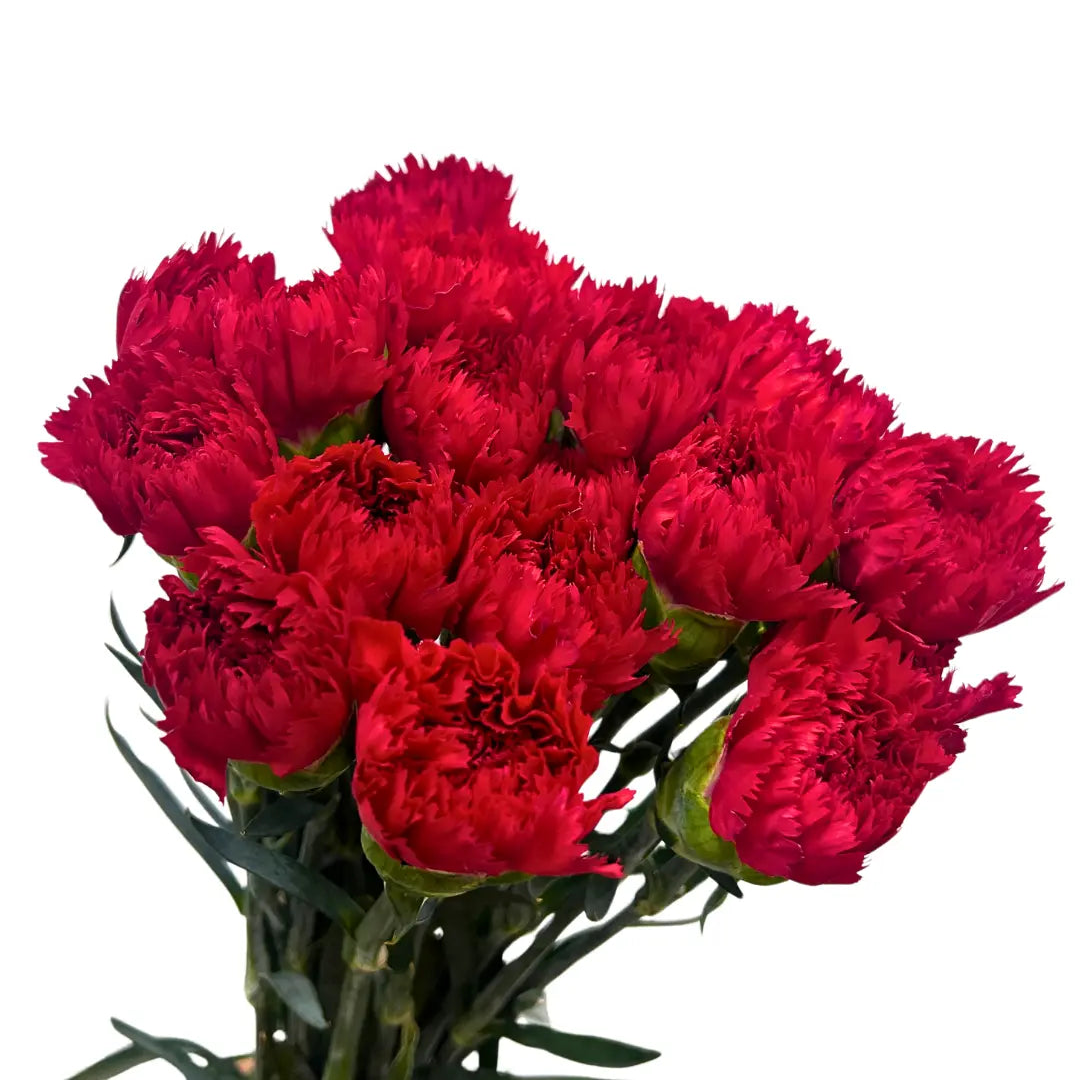 carnation red