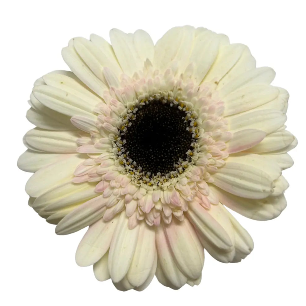 gerbera milky
