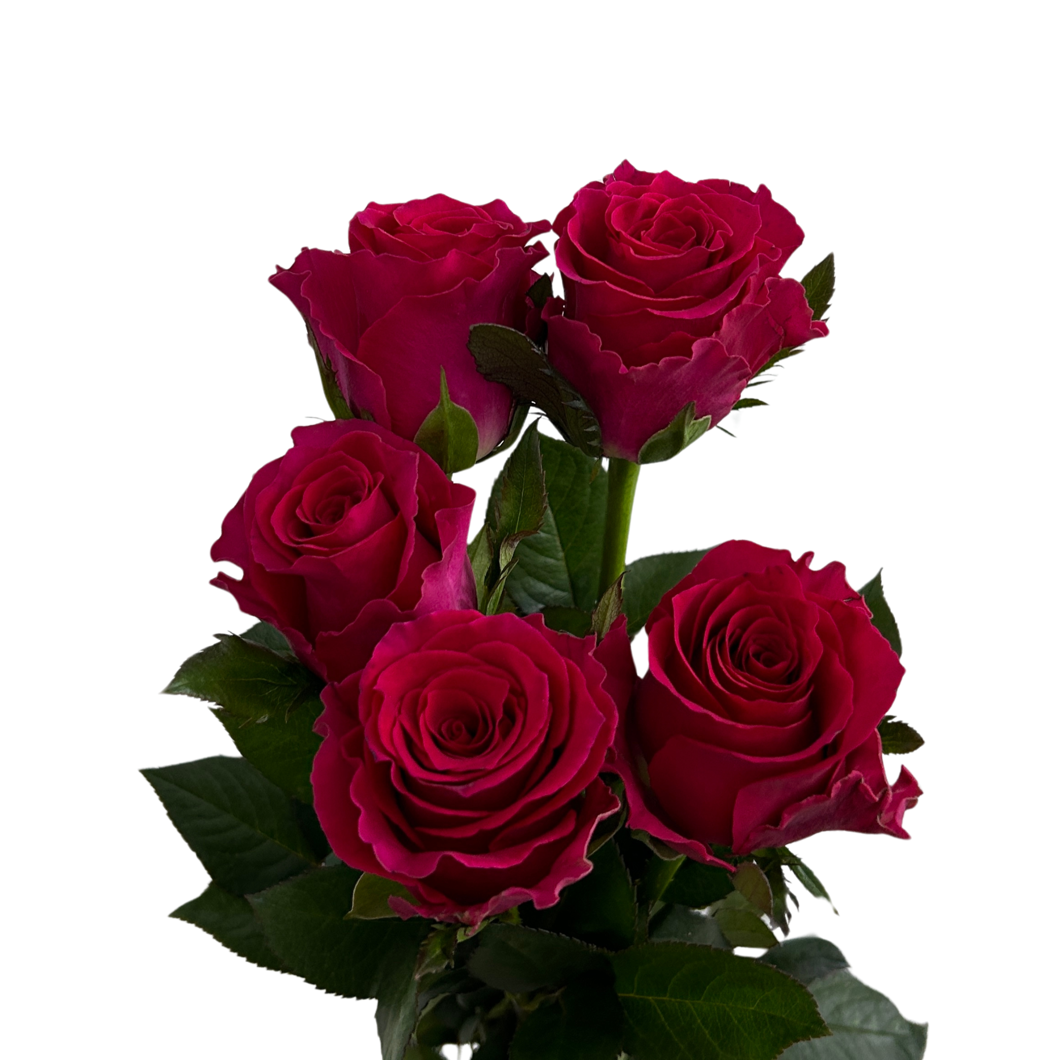 Gerbera White Green Heart for Florists Malaysia – Wholesale Flower Supply