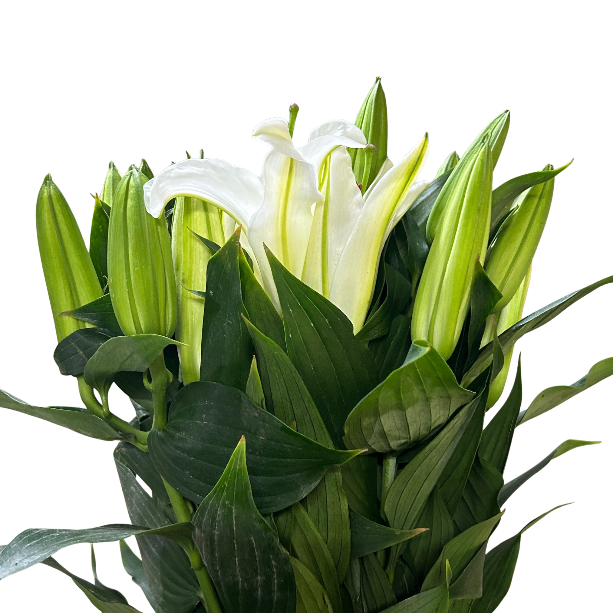 Lily Siberia (3) for Florists Malaysia – Wholesale Flower Supply