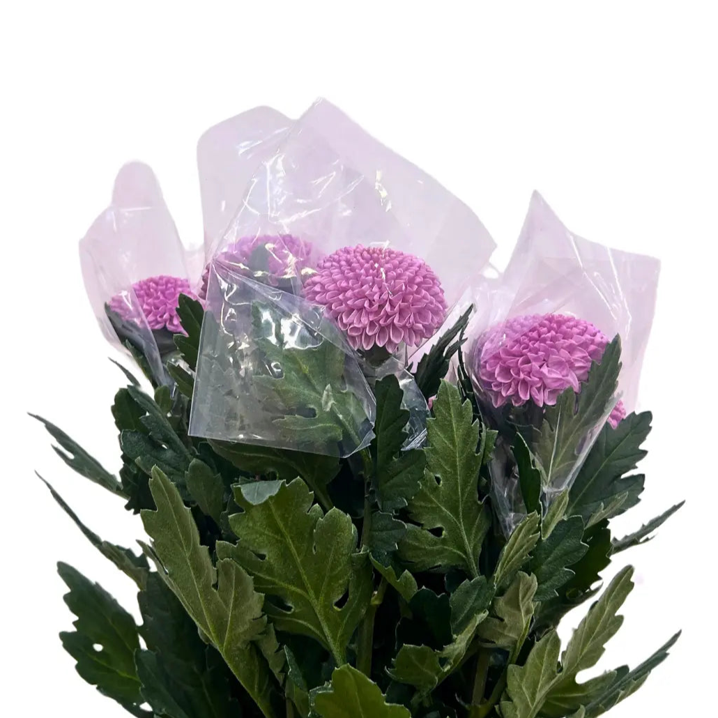chrysanthemum ping pong pink